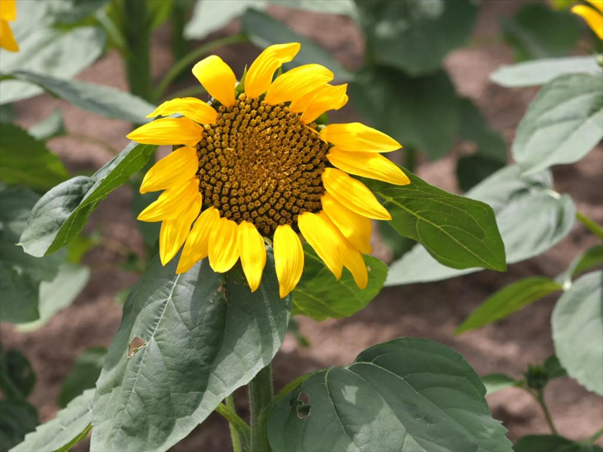 Summer in Jadan House