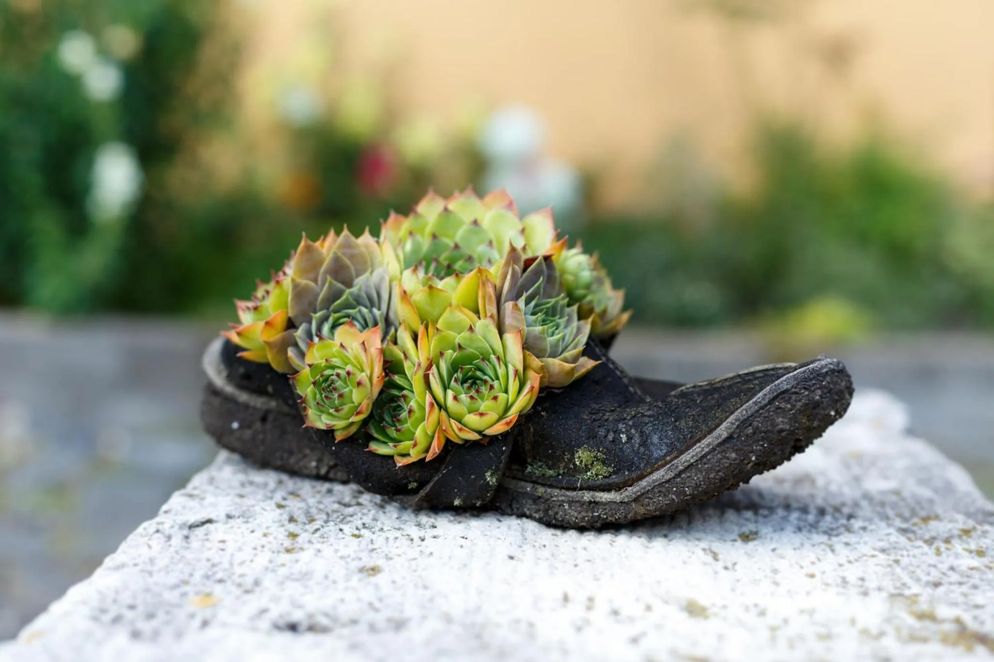 Garden in Penzión - Restaurant Atrium