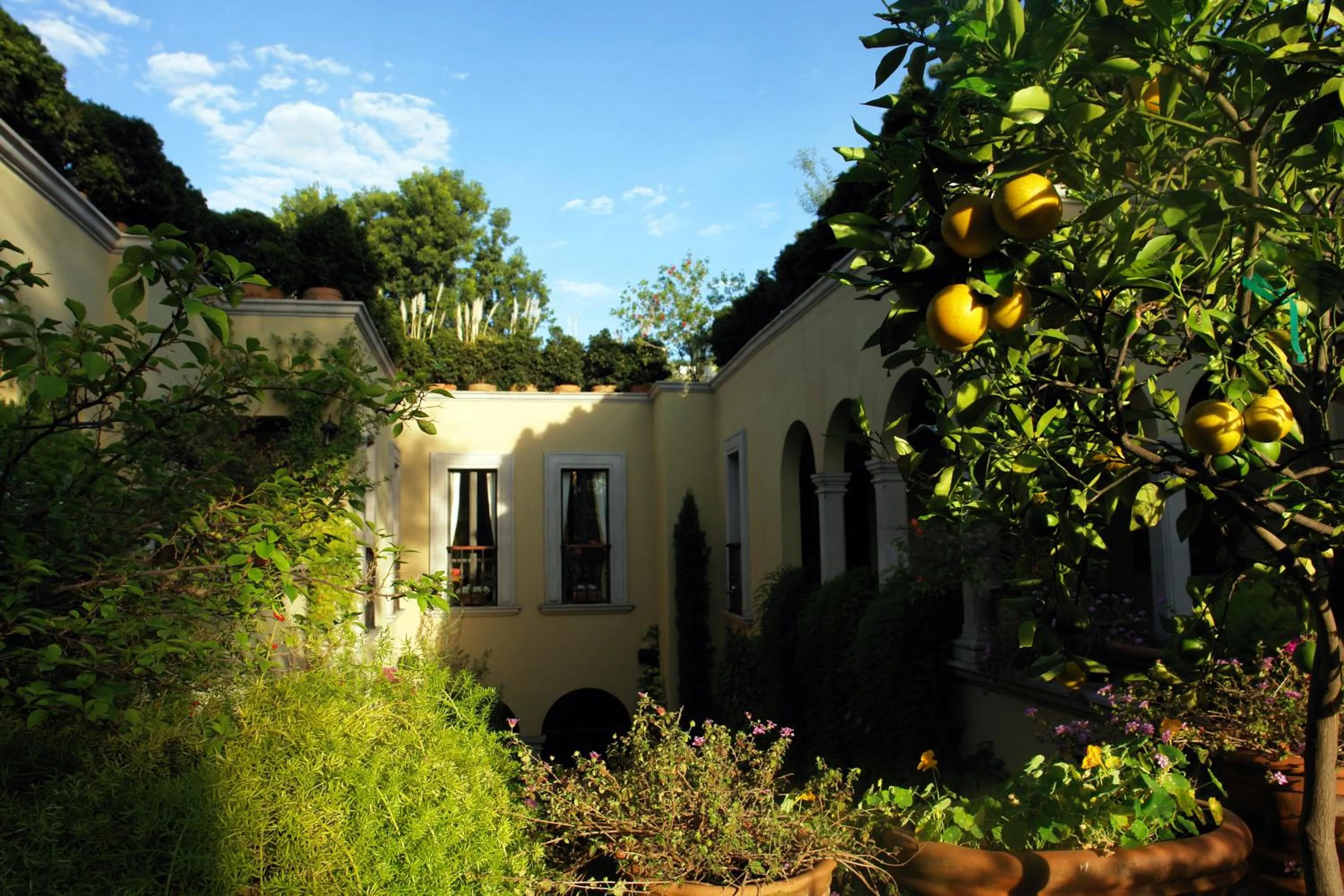 Garden in Casa Misha