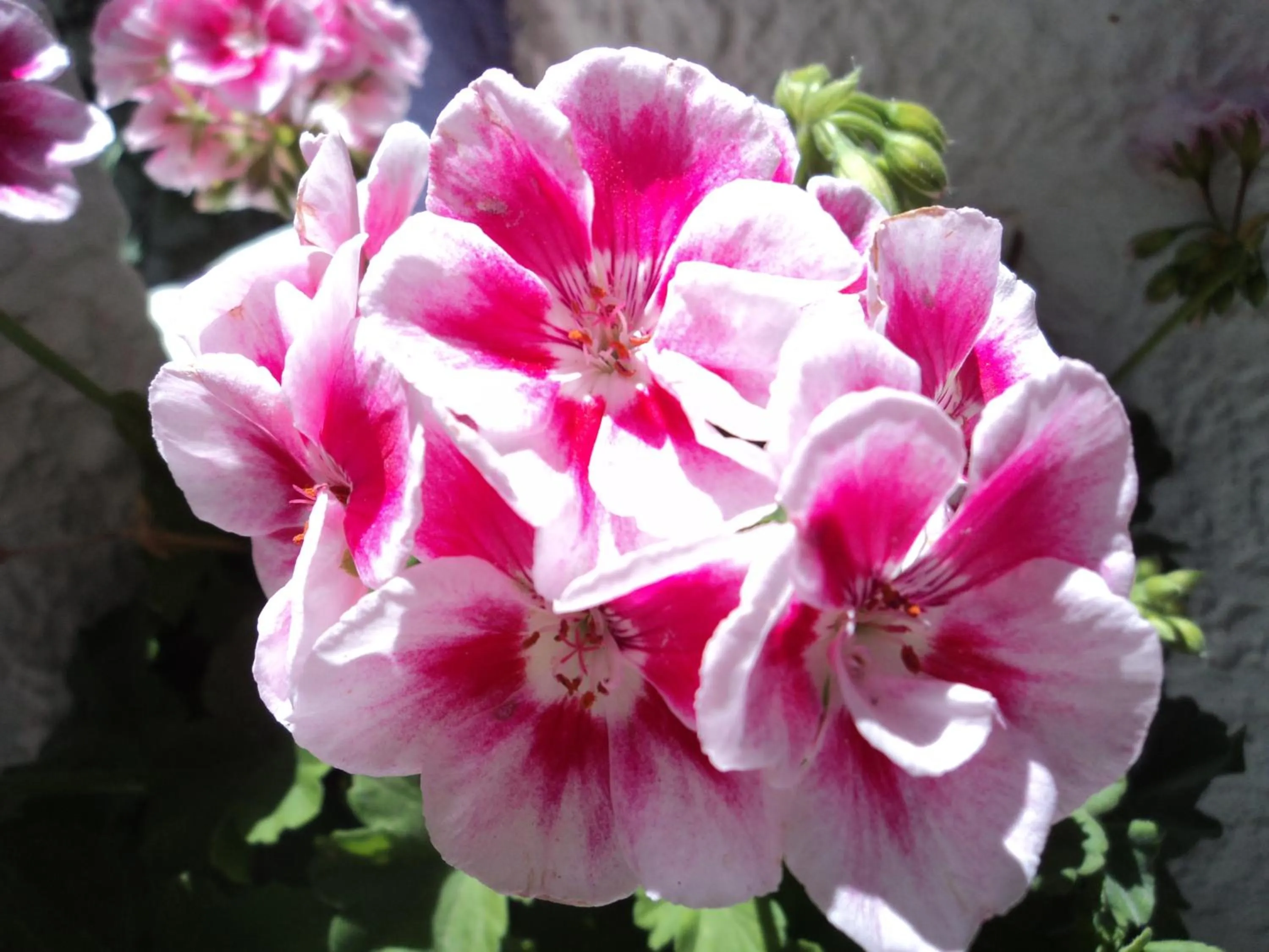 Garden view in Rosmari Hotel