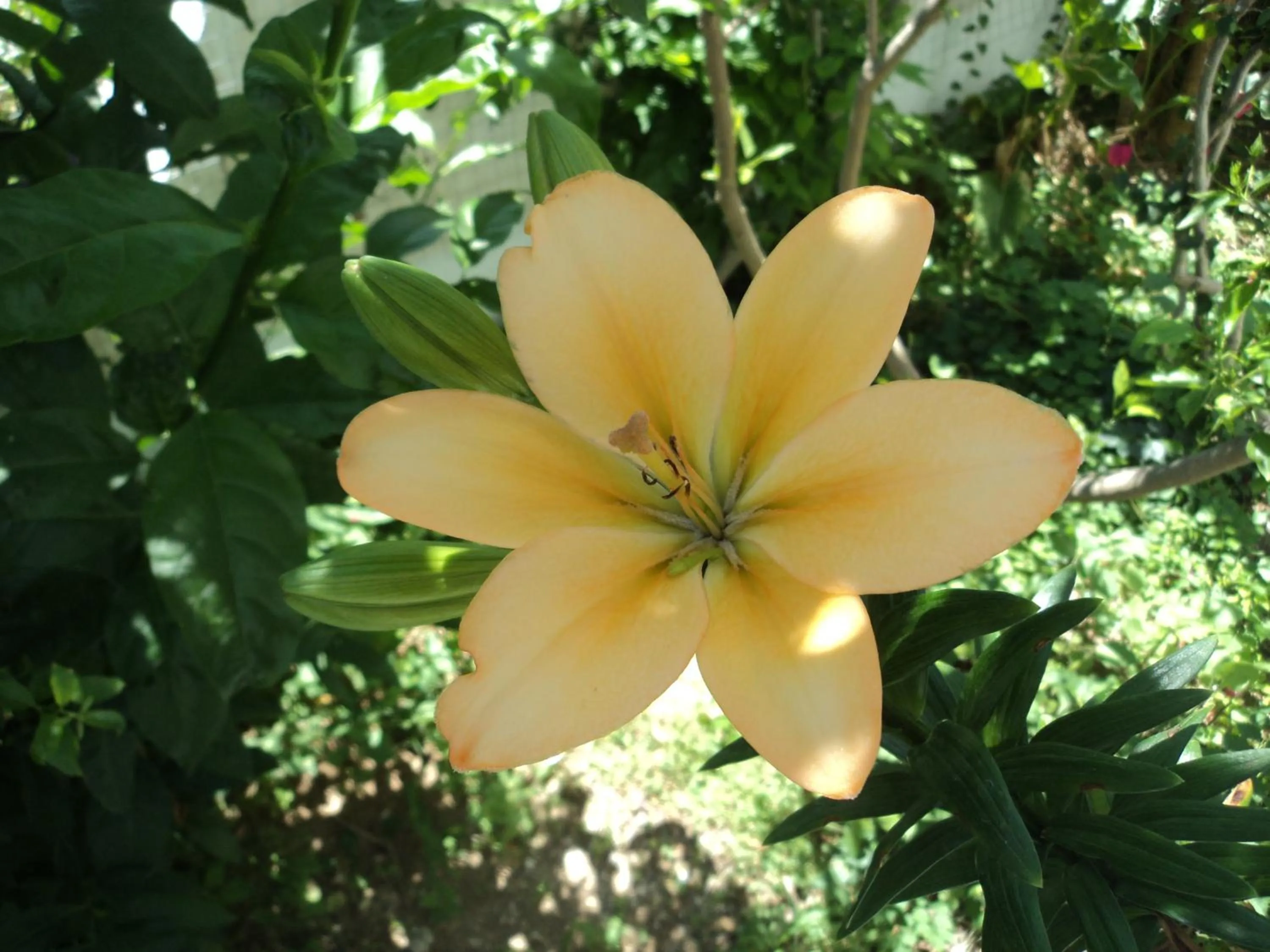 Garden view in Rosmari Hotel