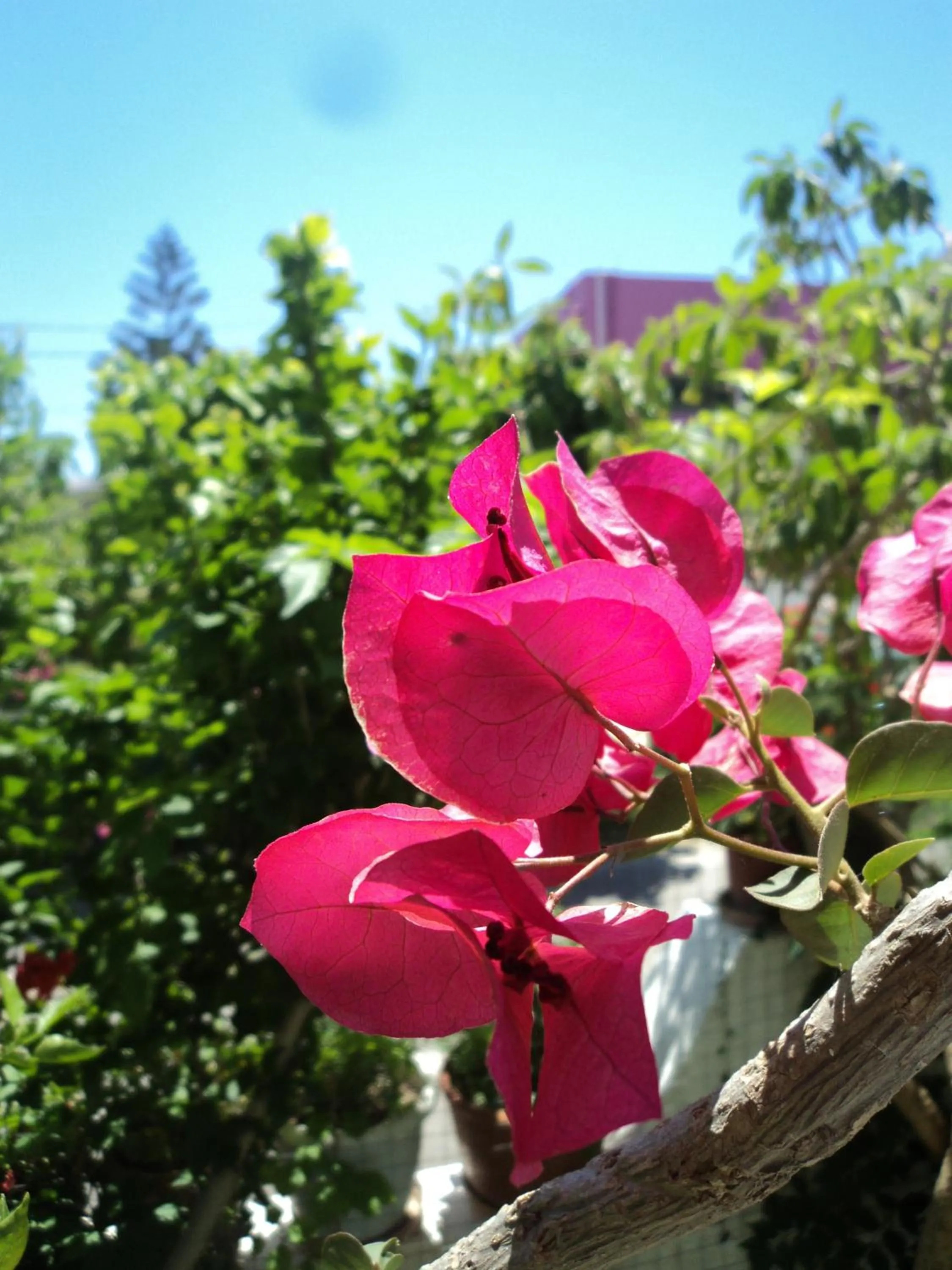 Garden view in Rosmari Hotel