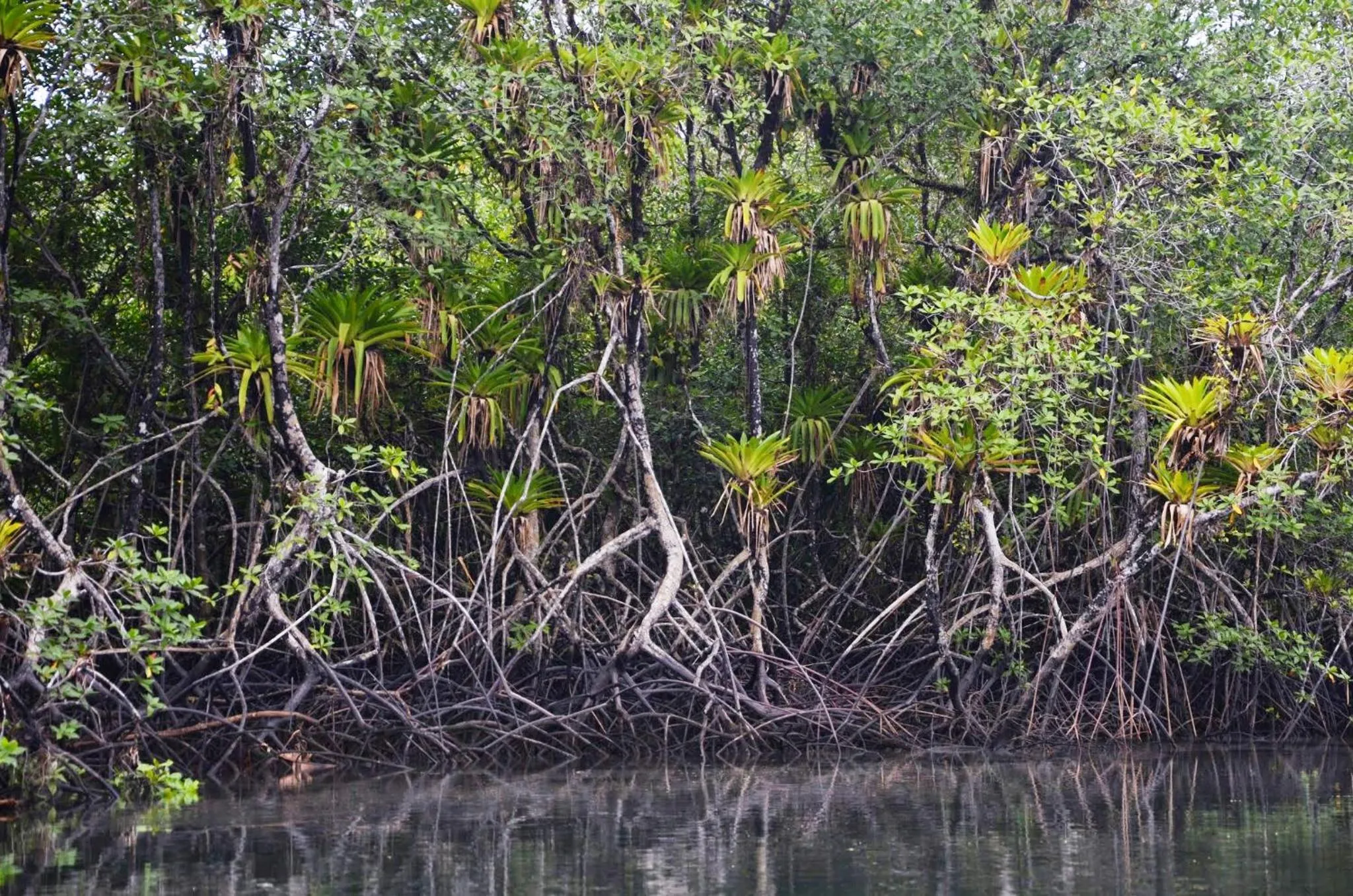 Natural landscape in La Kuka Hotel - Nuquí