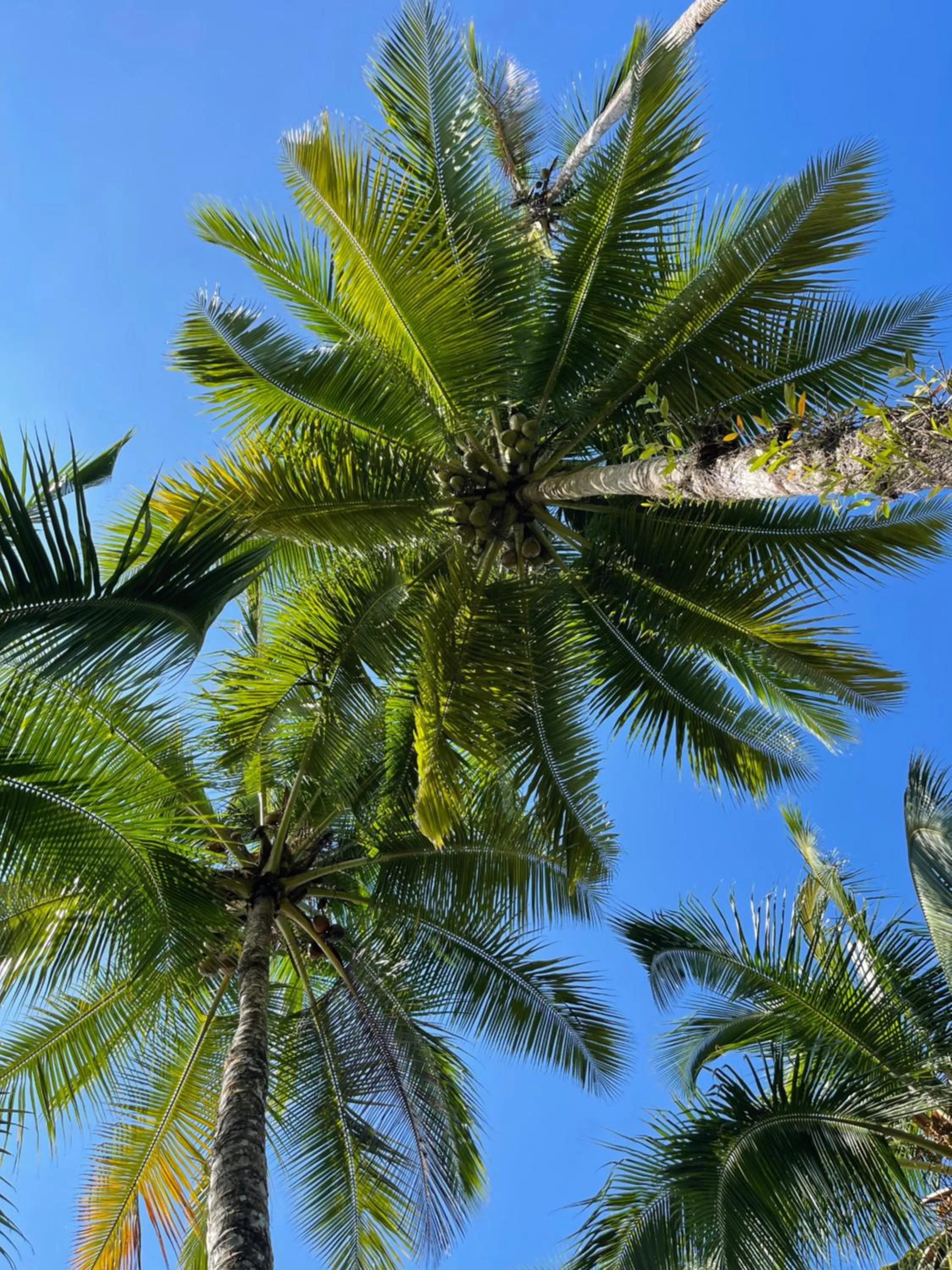 Natural landscape in La Kuka Hotel - Nuquí