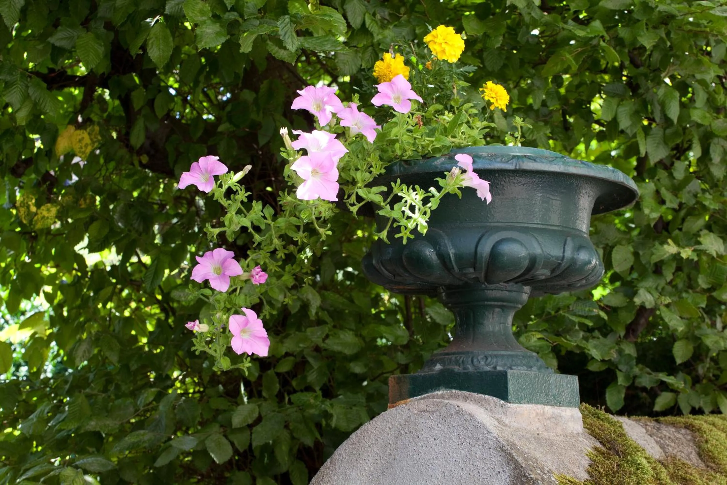Garden in Logis Hotel Royal Saint-Mart