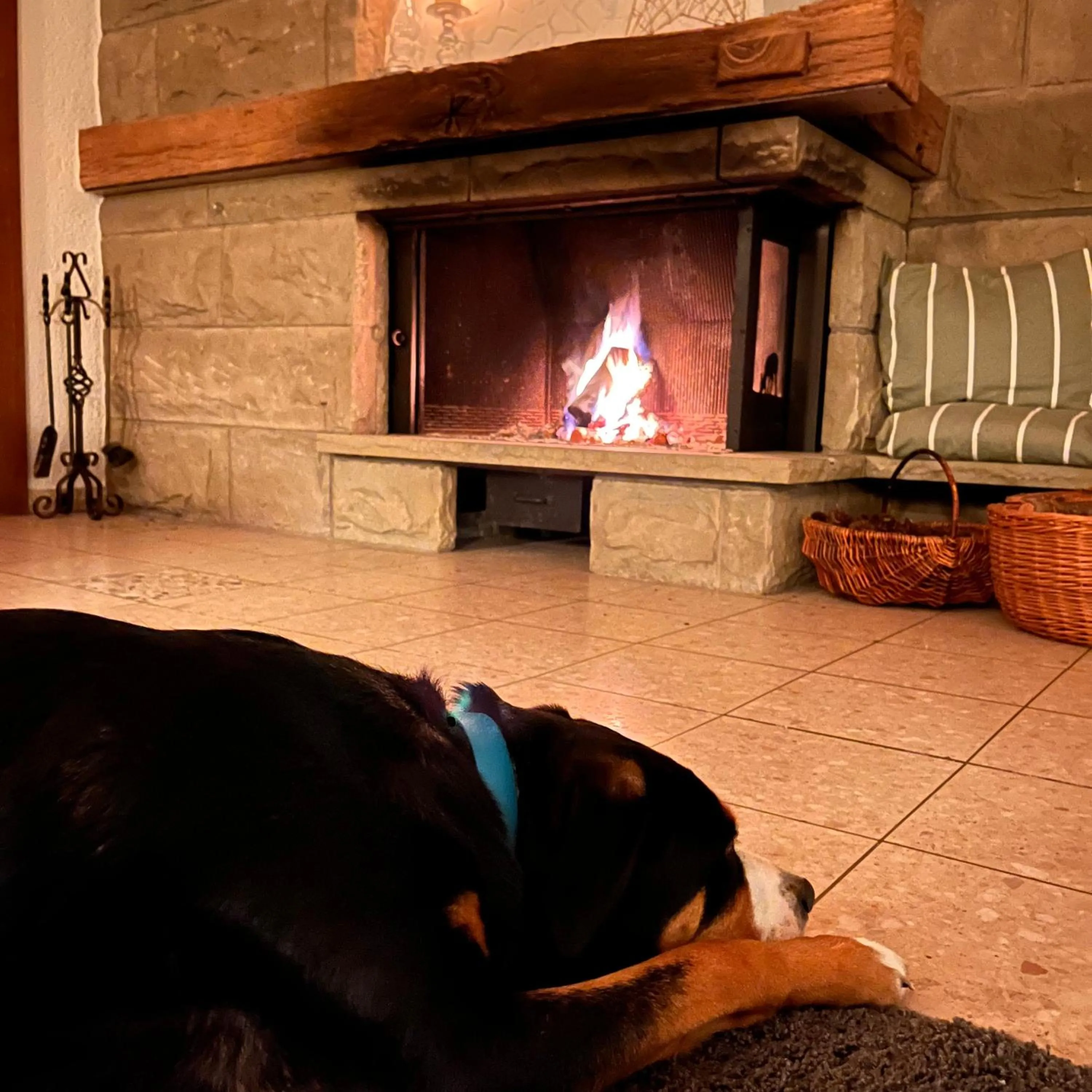 Pets in Haus am Wald