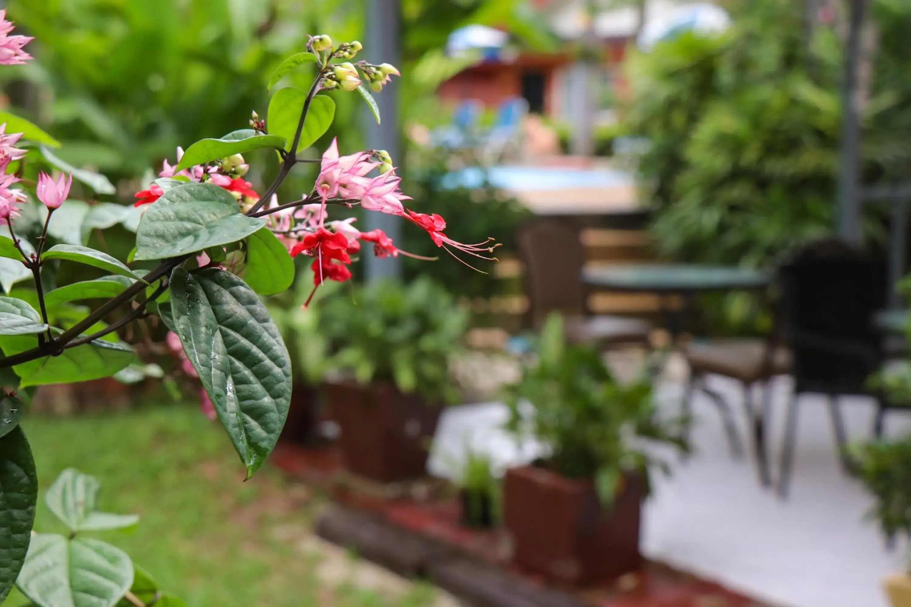 Garden view in Andaman Seaside Resort Bangtao Beach Garden view in Andaman Seaside Resort Bangtao Beach