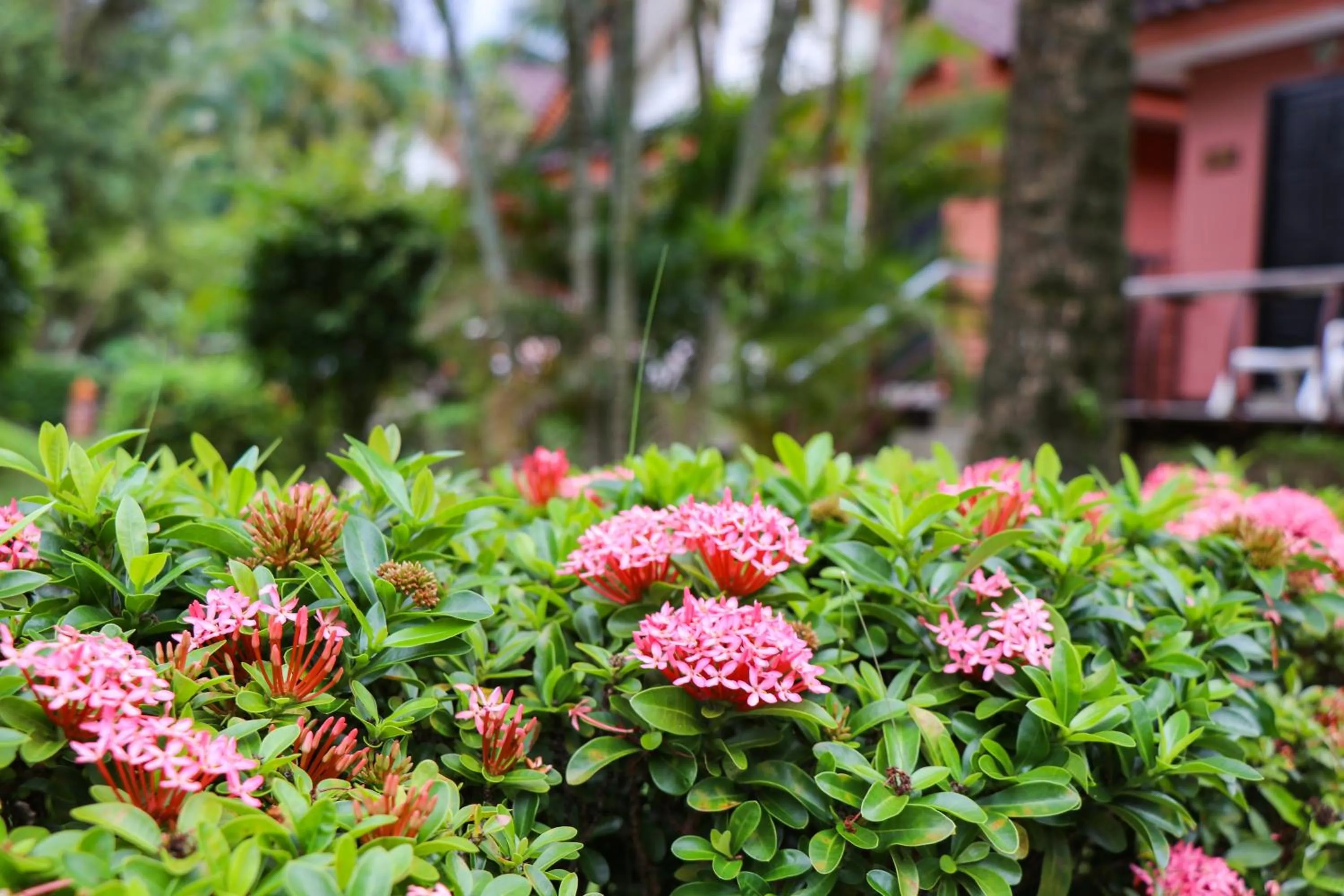 Garden in Andaman Seaside Resort Bangtao Beach