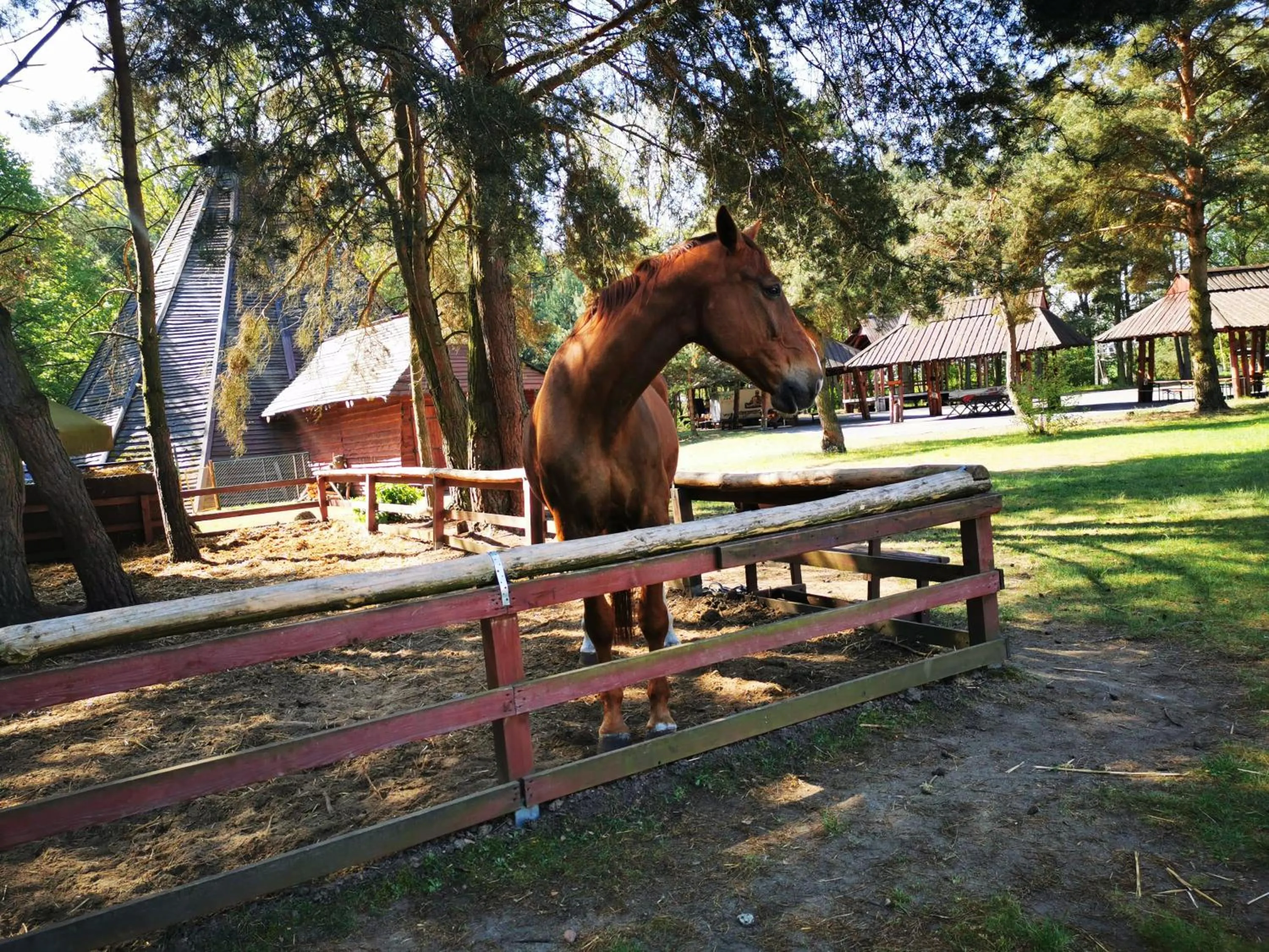 Animals in Hotel Szablewski