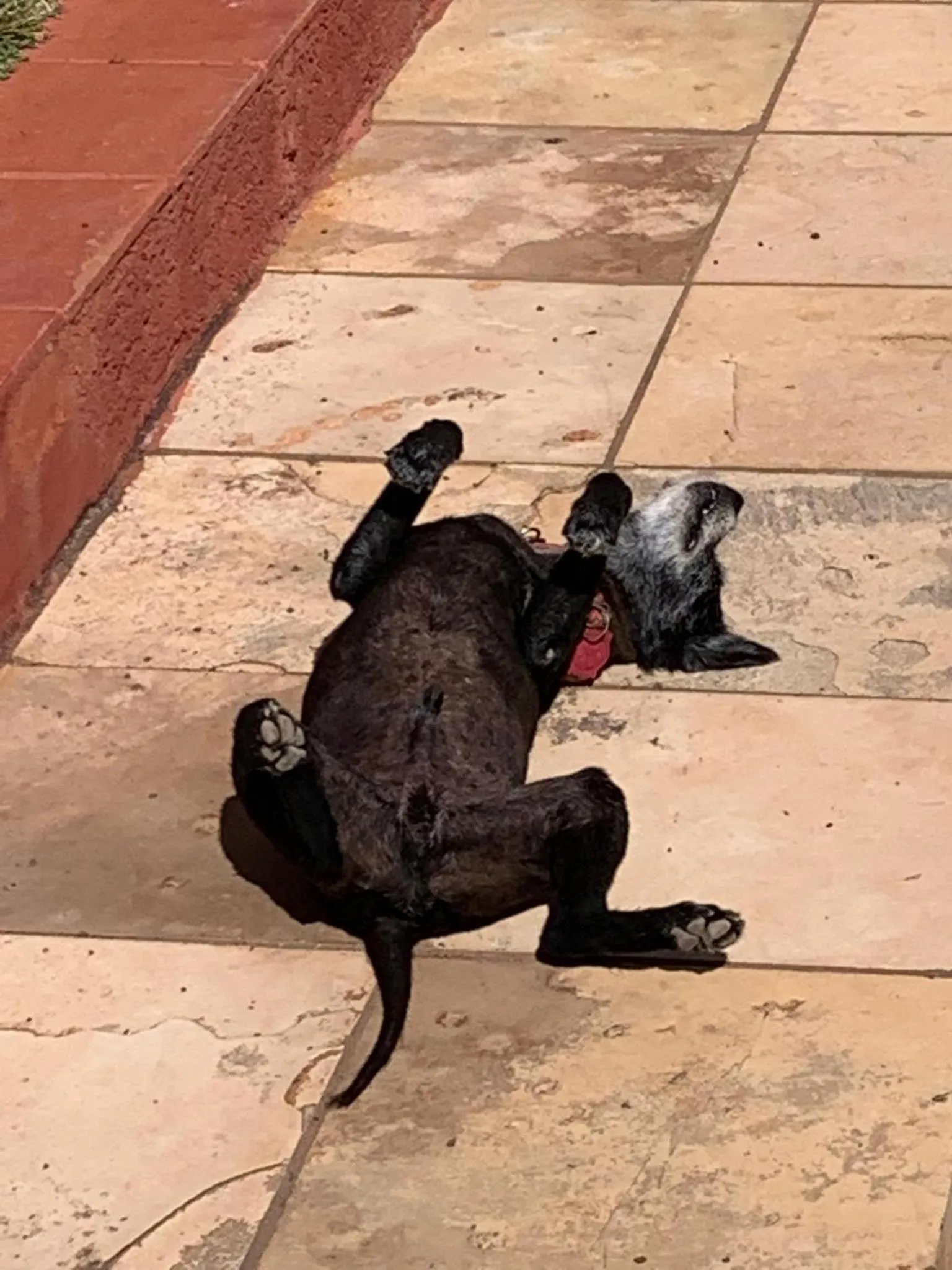 Animals in Residenza Canoa