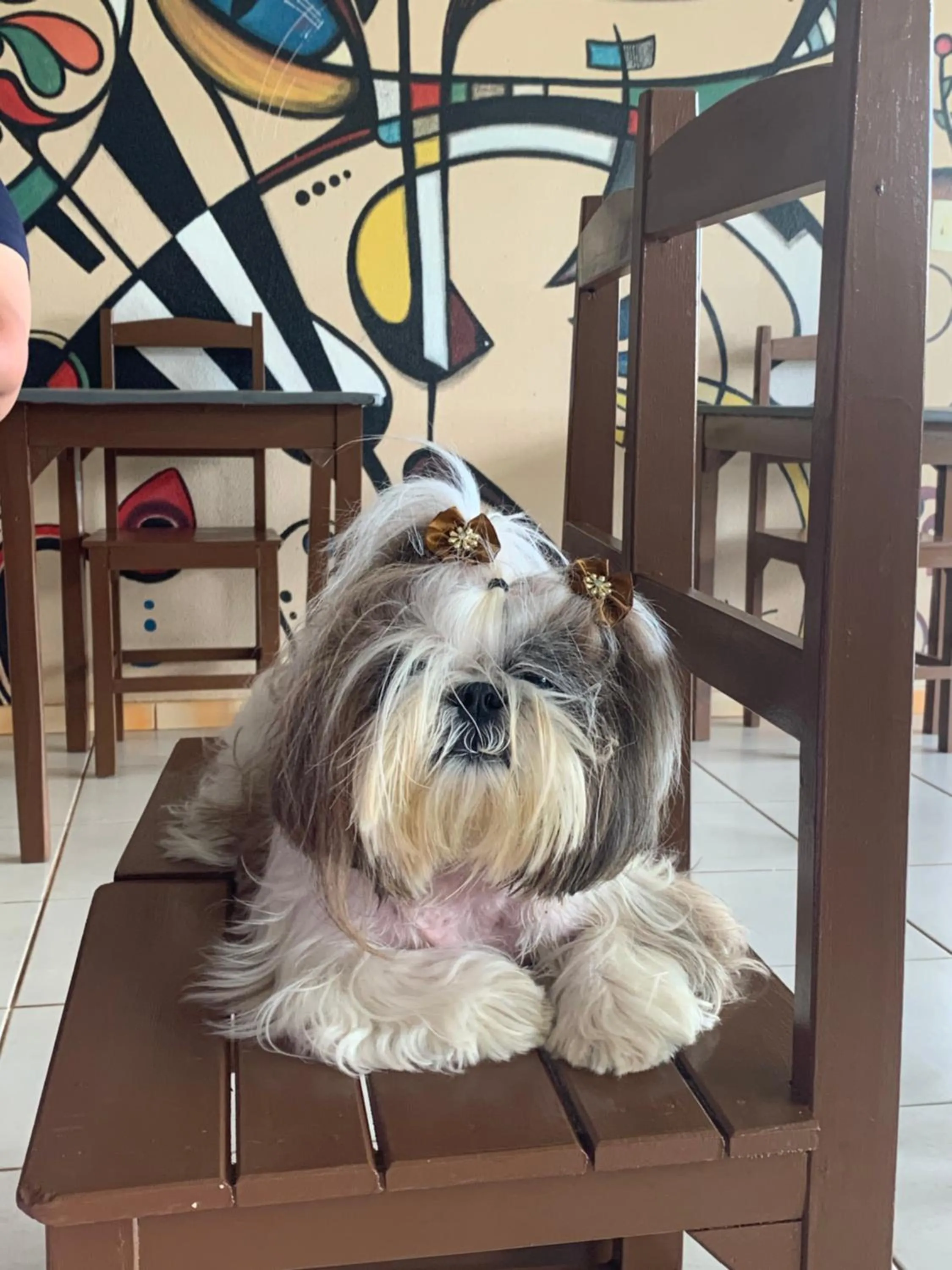 Pets in Residenza Canoa