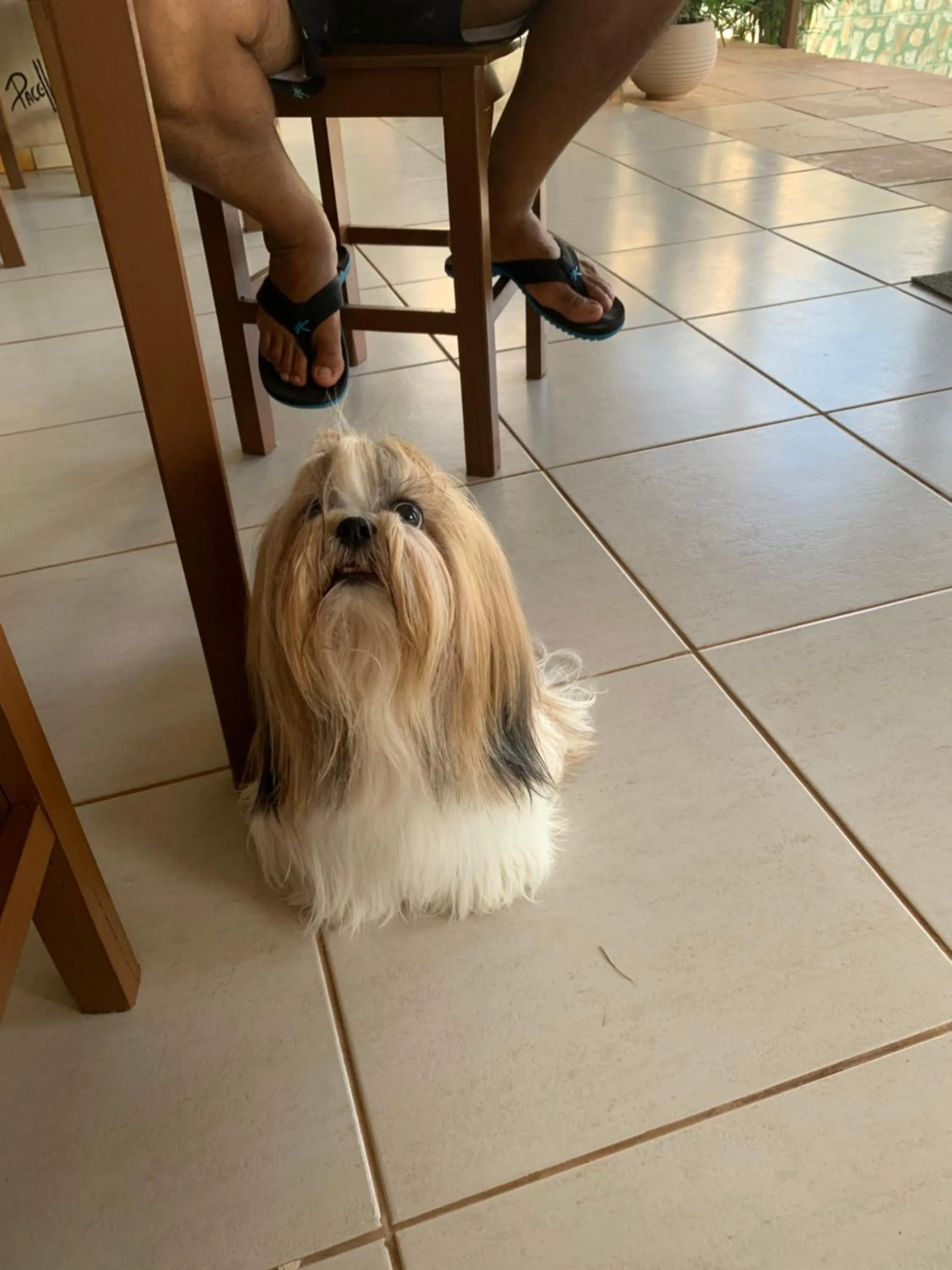 Pets in Residenza Canoa