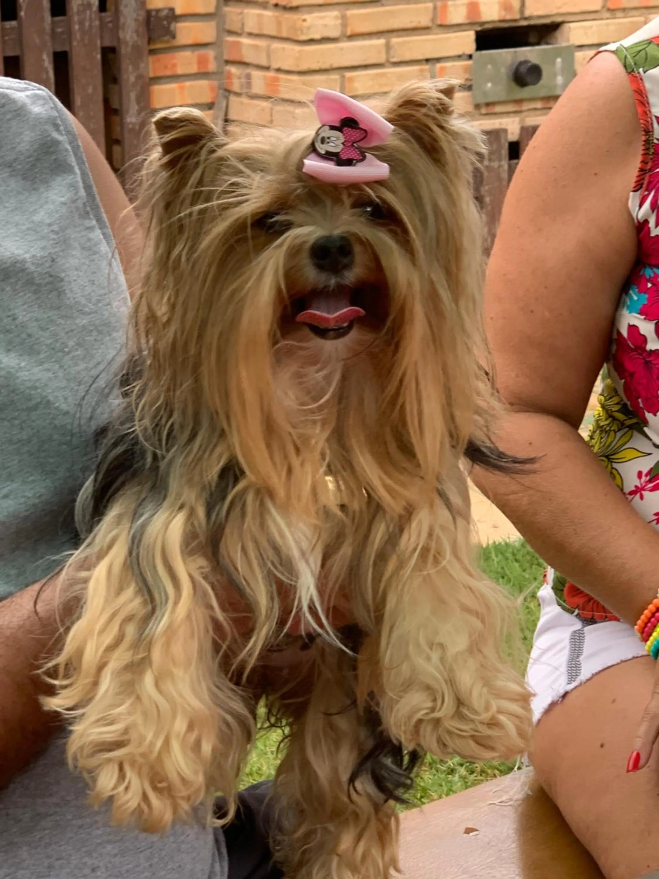 Pets in Residenza Canoa