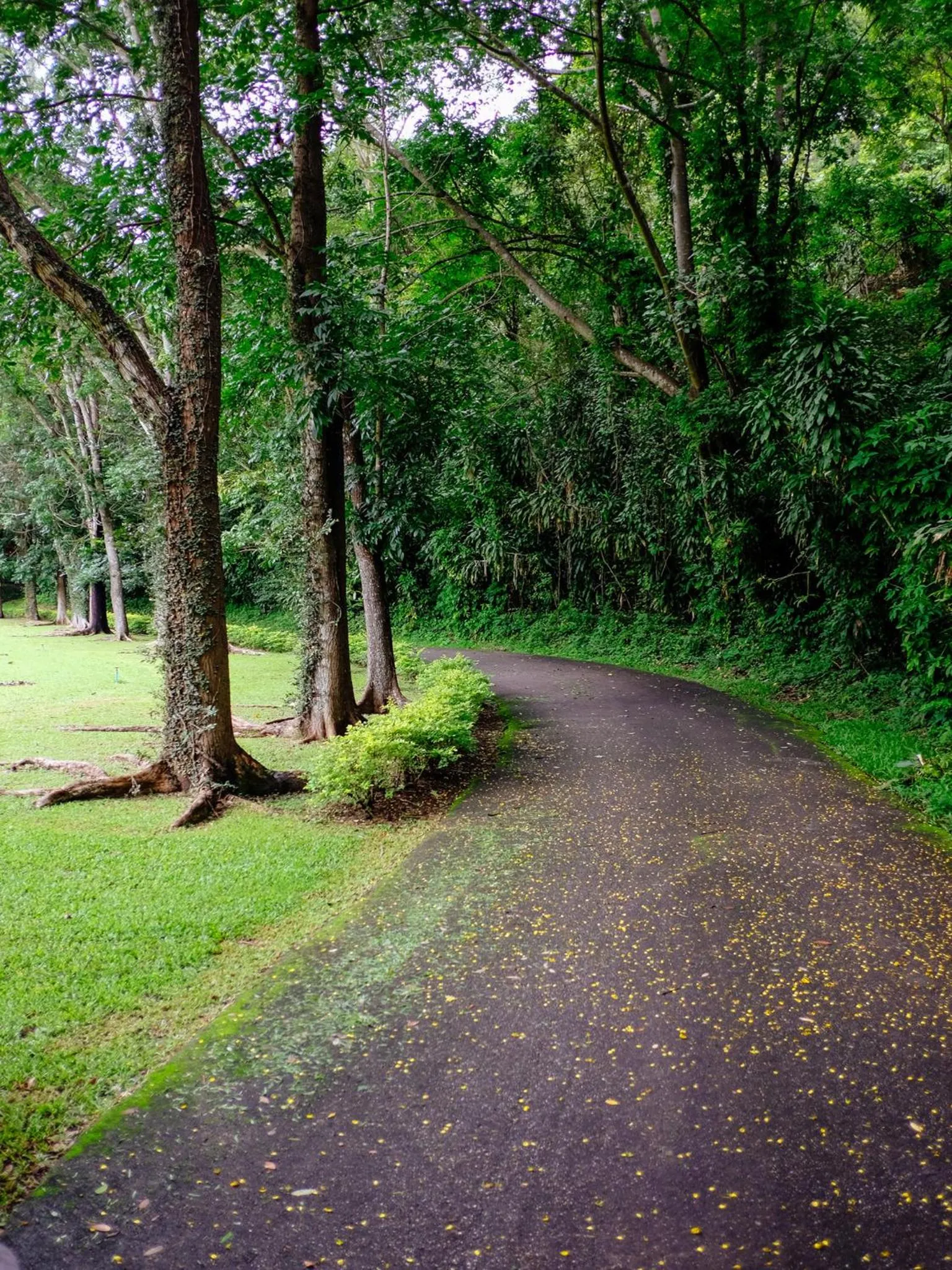 Natural landscape in Lanna Resort Chiang Mai