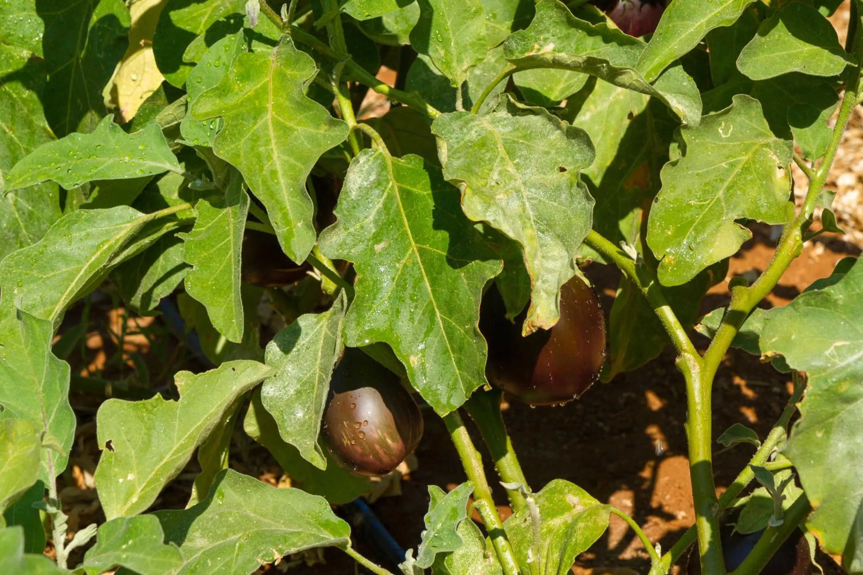 Garden in Ideal Hotel