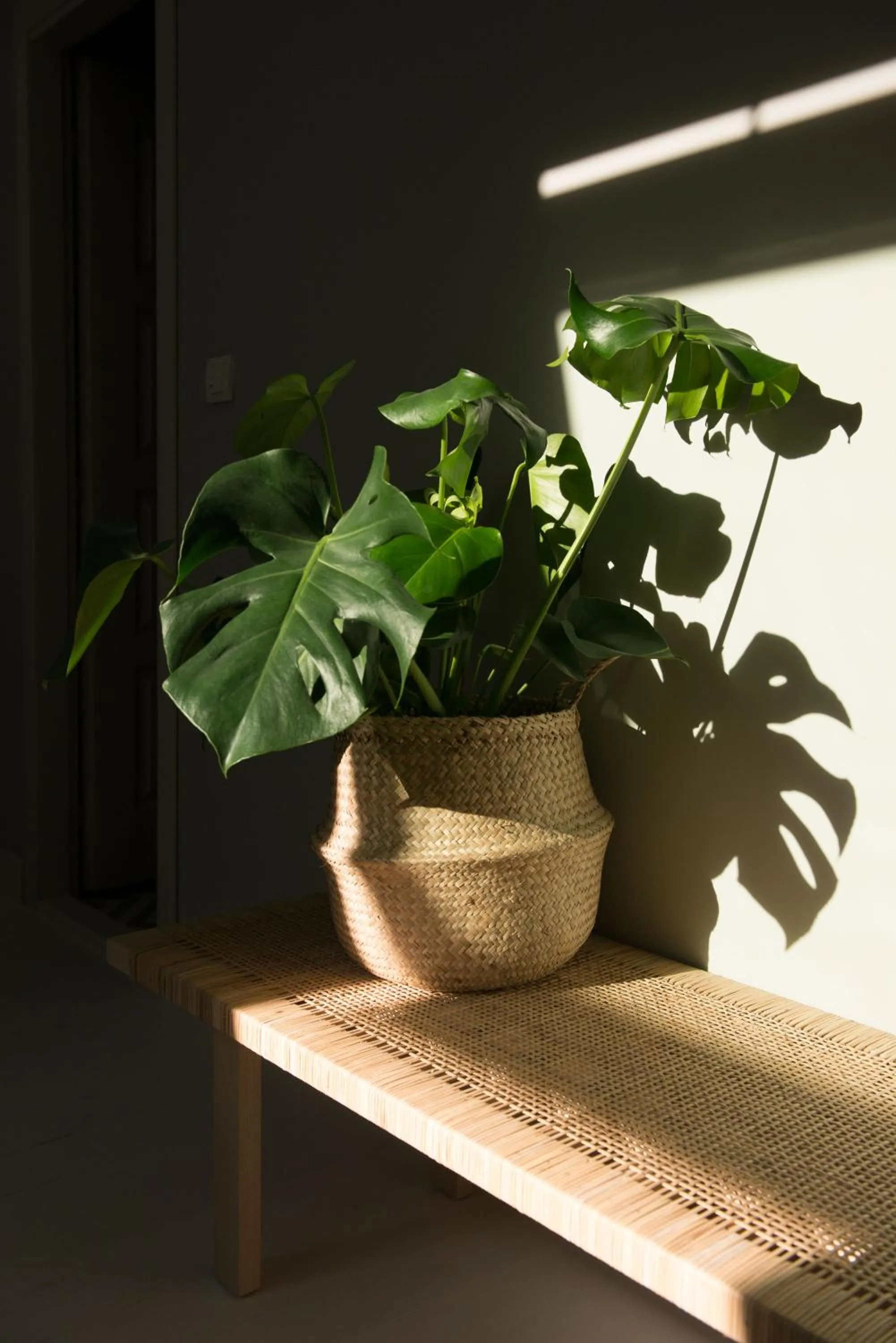 Decorative detail in Smokvica Dorćol B&B