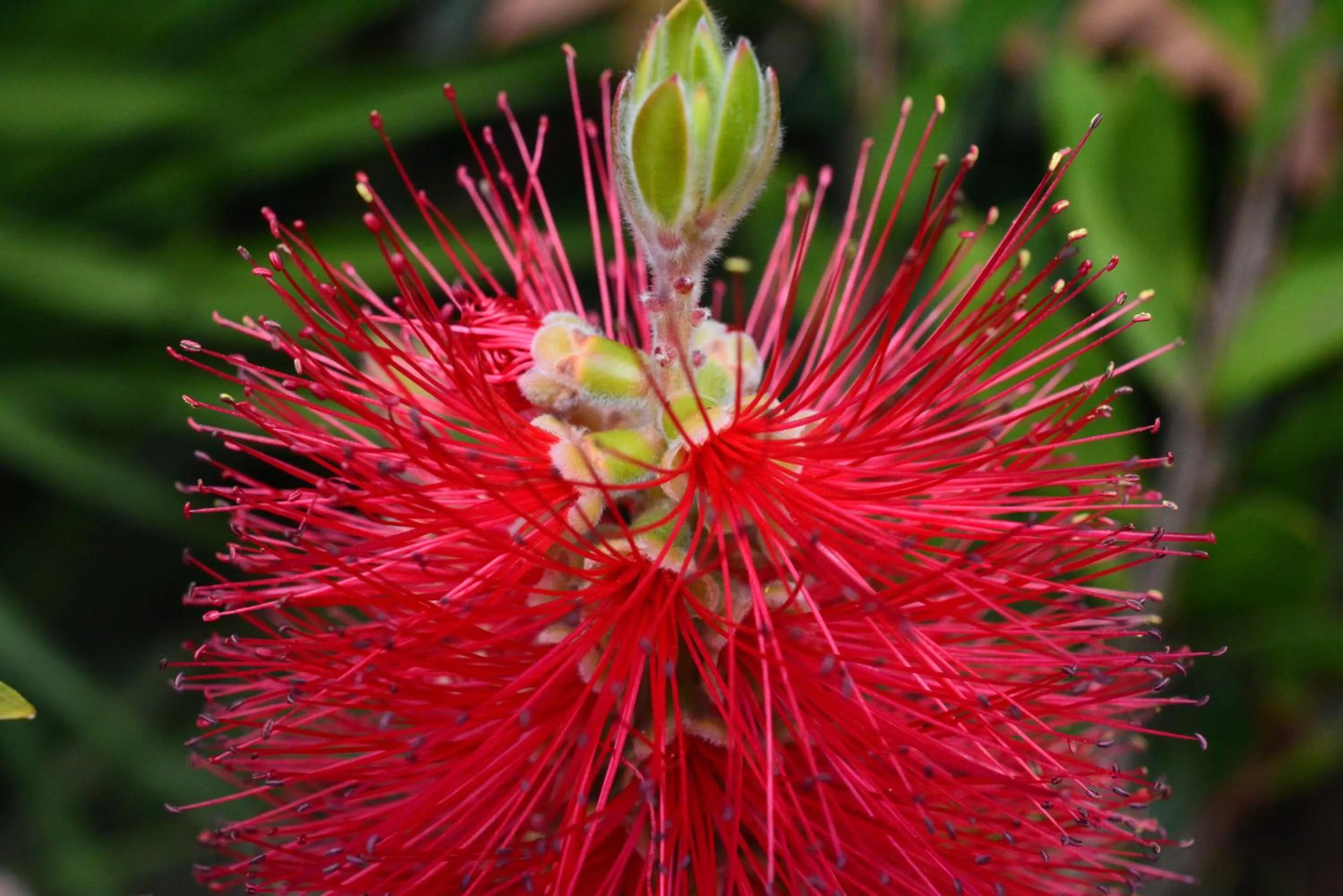 Garden in Hotel Chris