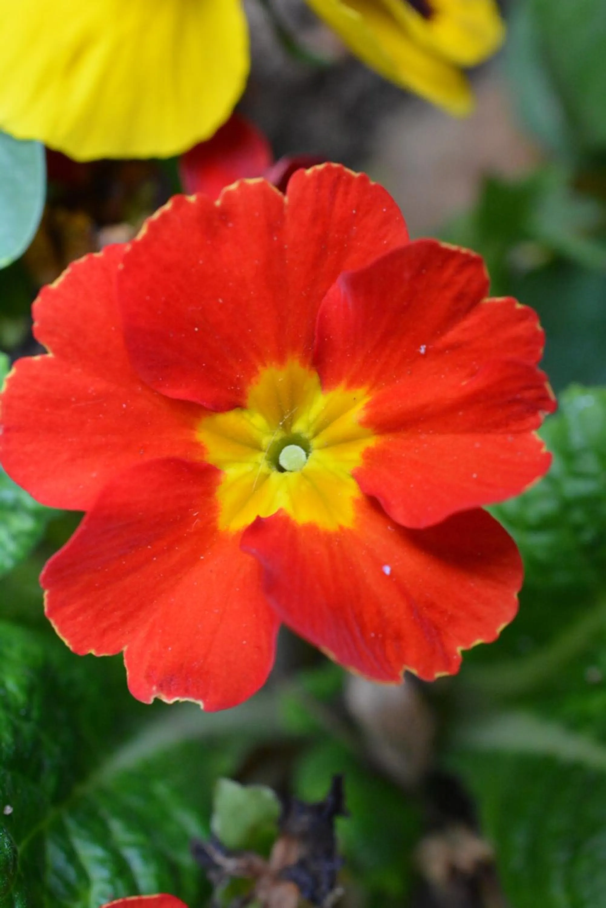 Garden in Hotel Chris