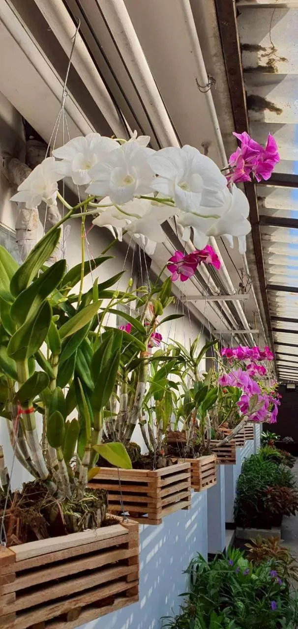 Garden in Siam Piman Hotel