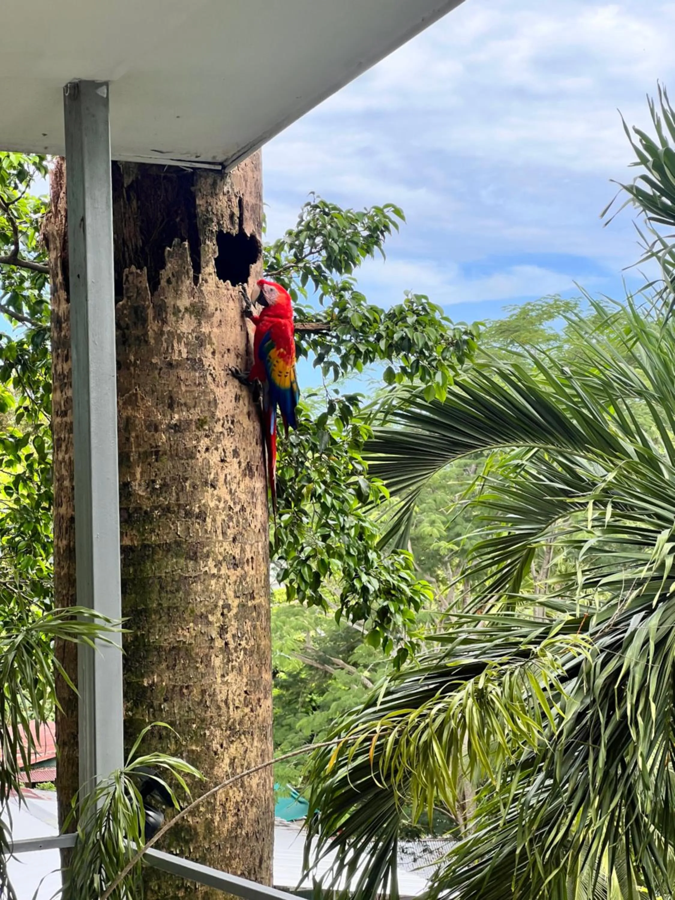 Peace of Paradise Breakfast Included Free Manuel Antonio Park Tour