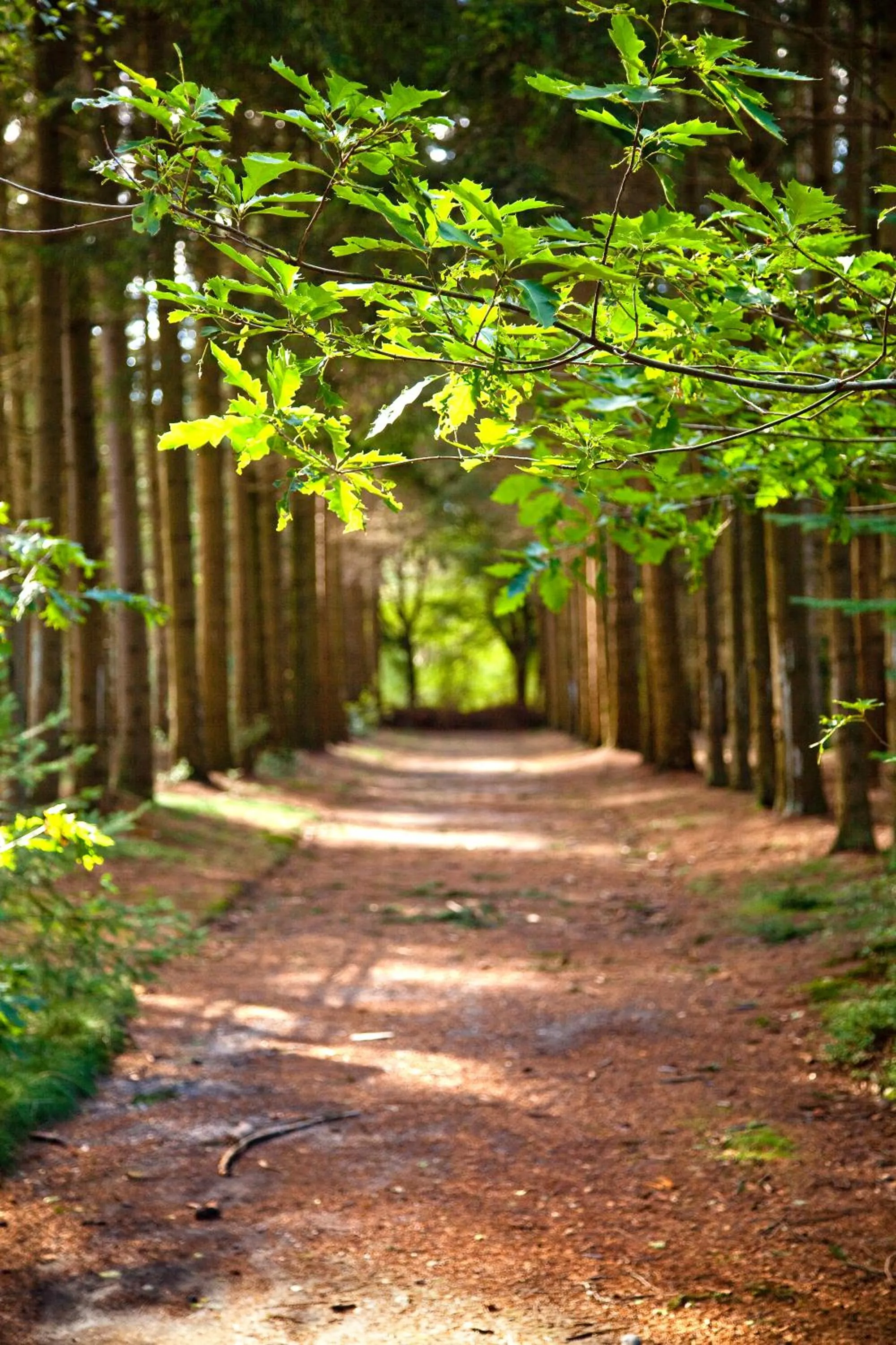 Garden in Hotel Kontakt der Kontinenten