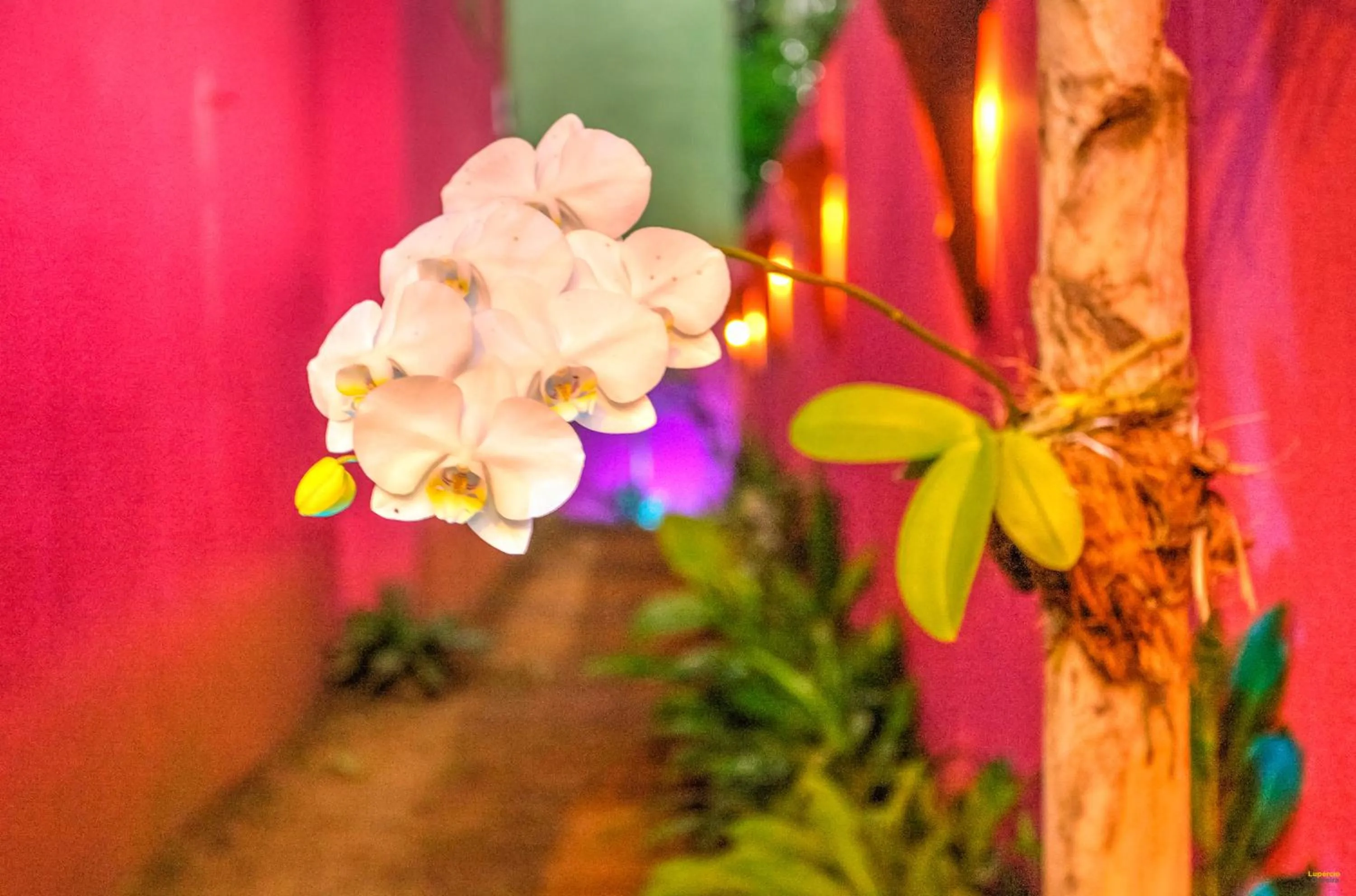 Decorative detail in Raio de Sol Pousada