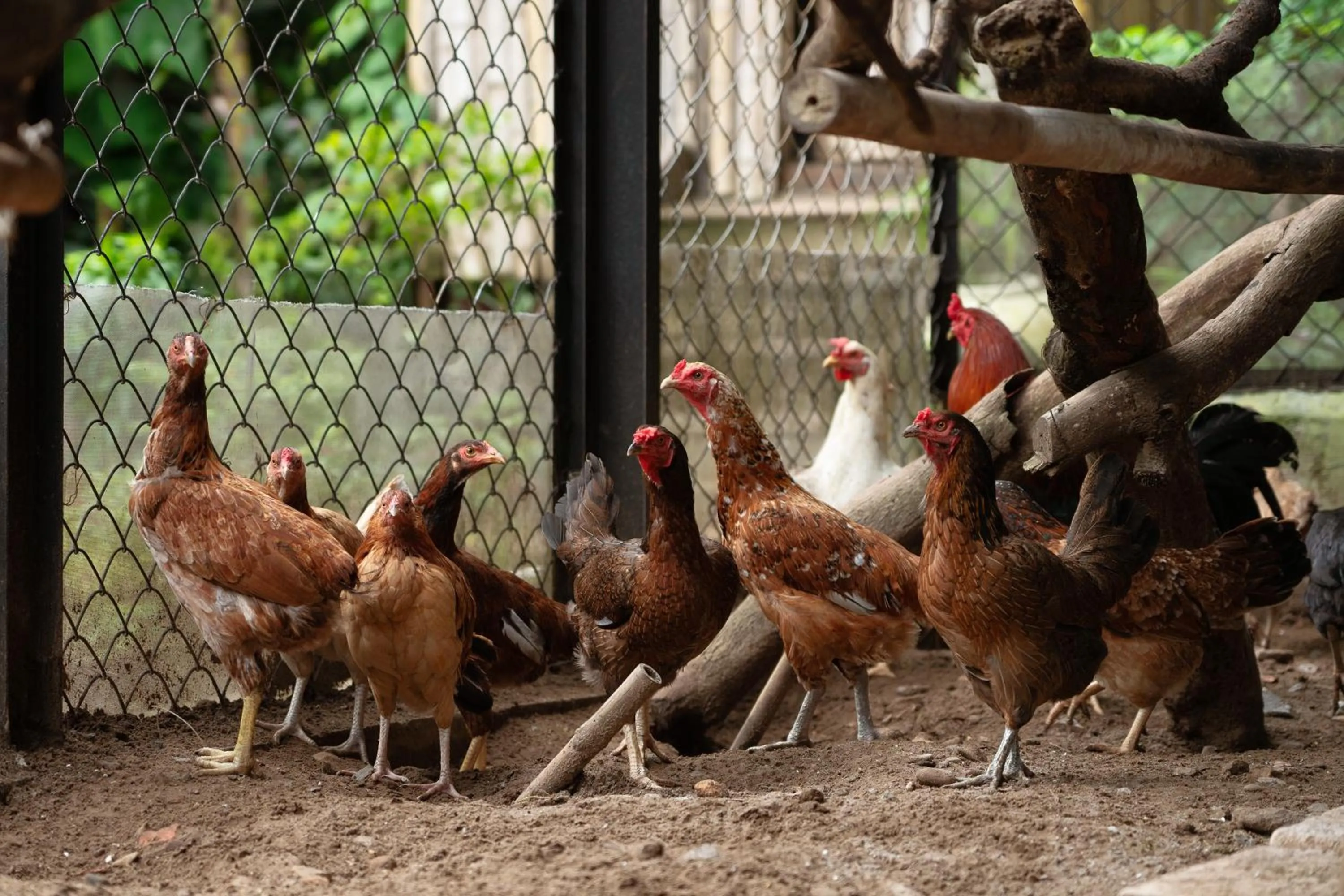 Garden in Six Senses Con Dao - Turtle Island Paradise