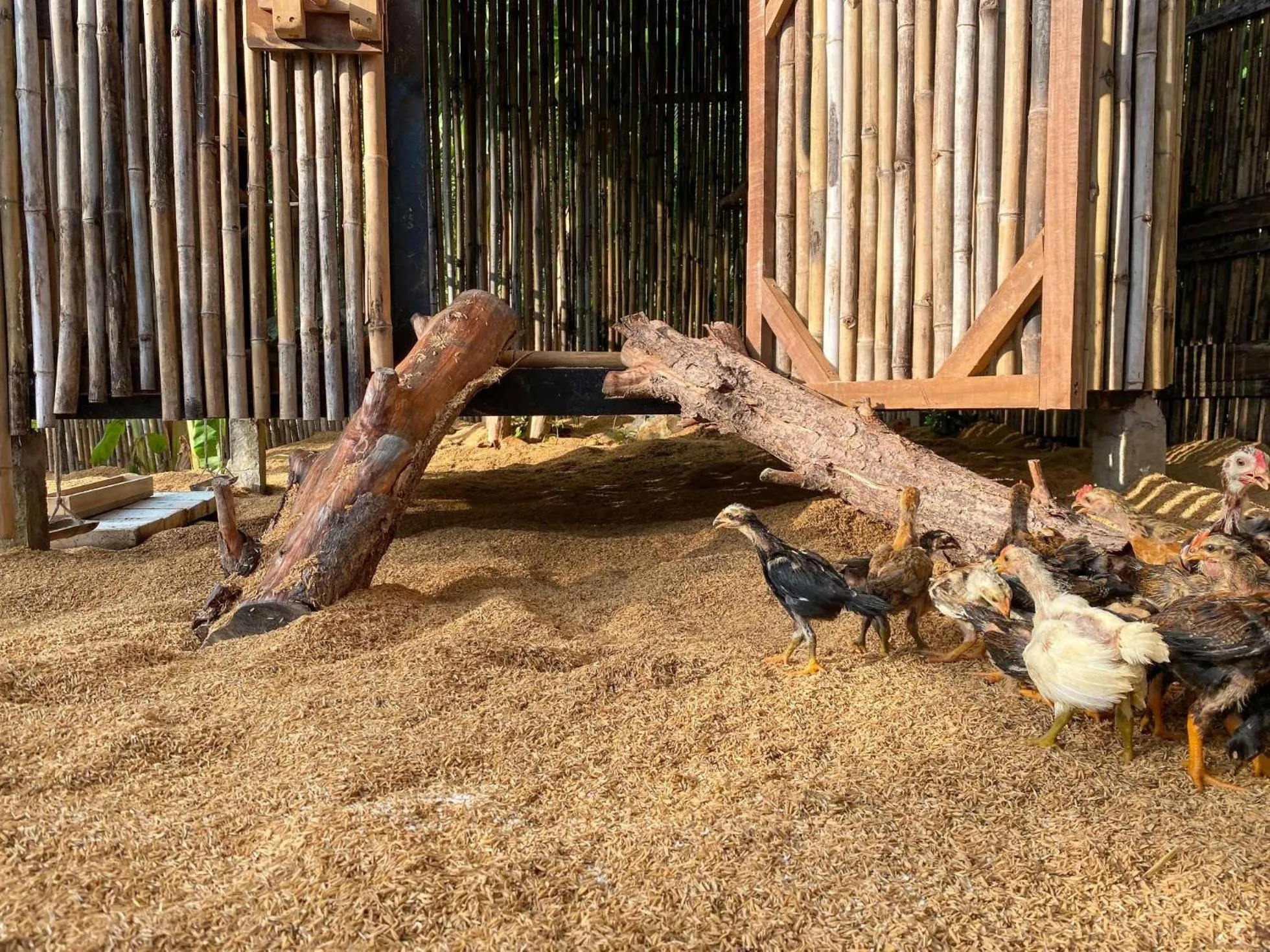 Activities in Six Senses Con Dao - Turtle Island Paradise