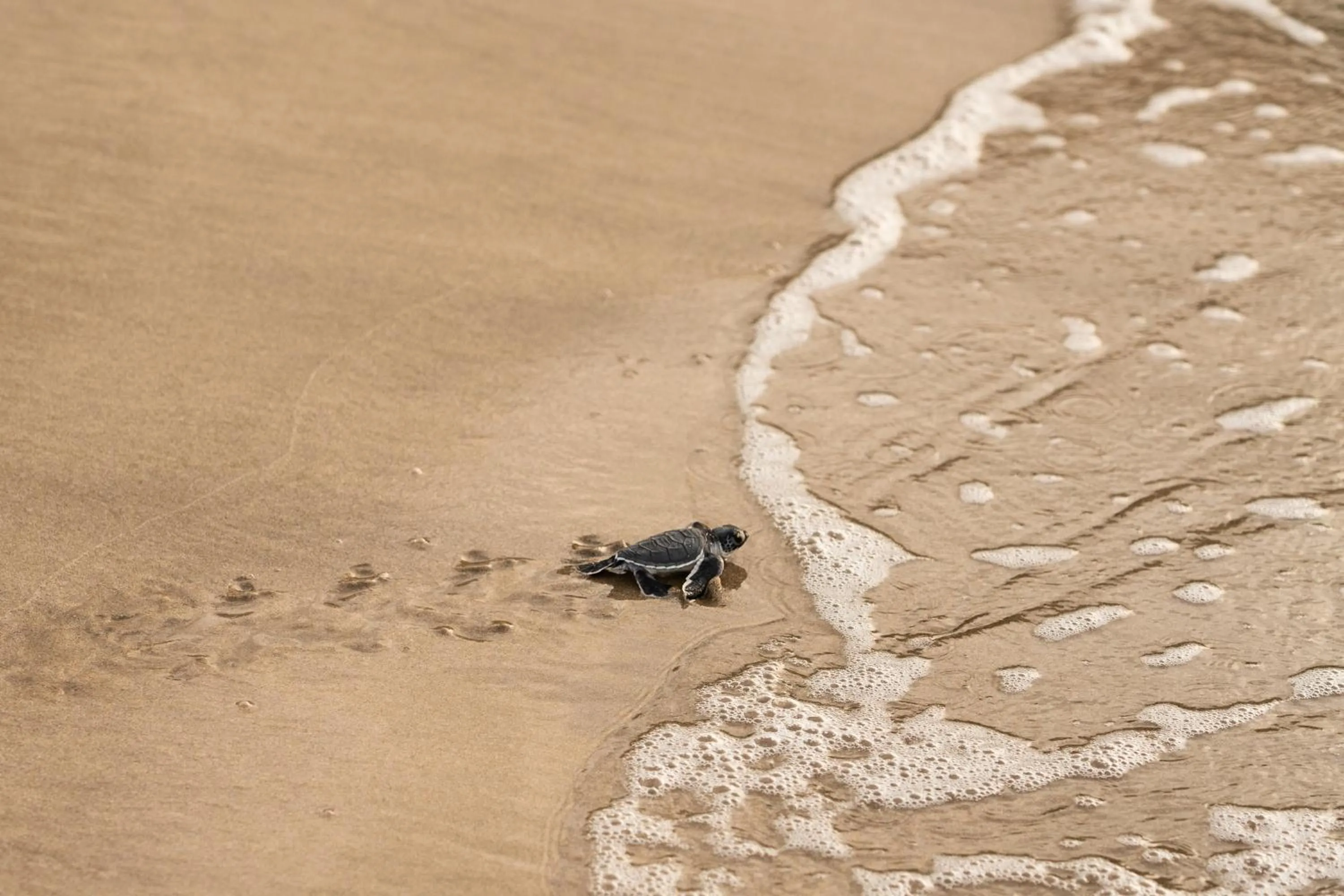 Activities in Six Senses Con Dao - Turtle Island Paradise