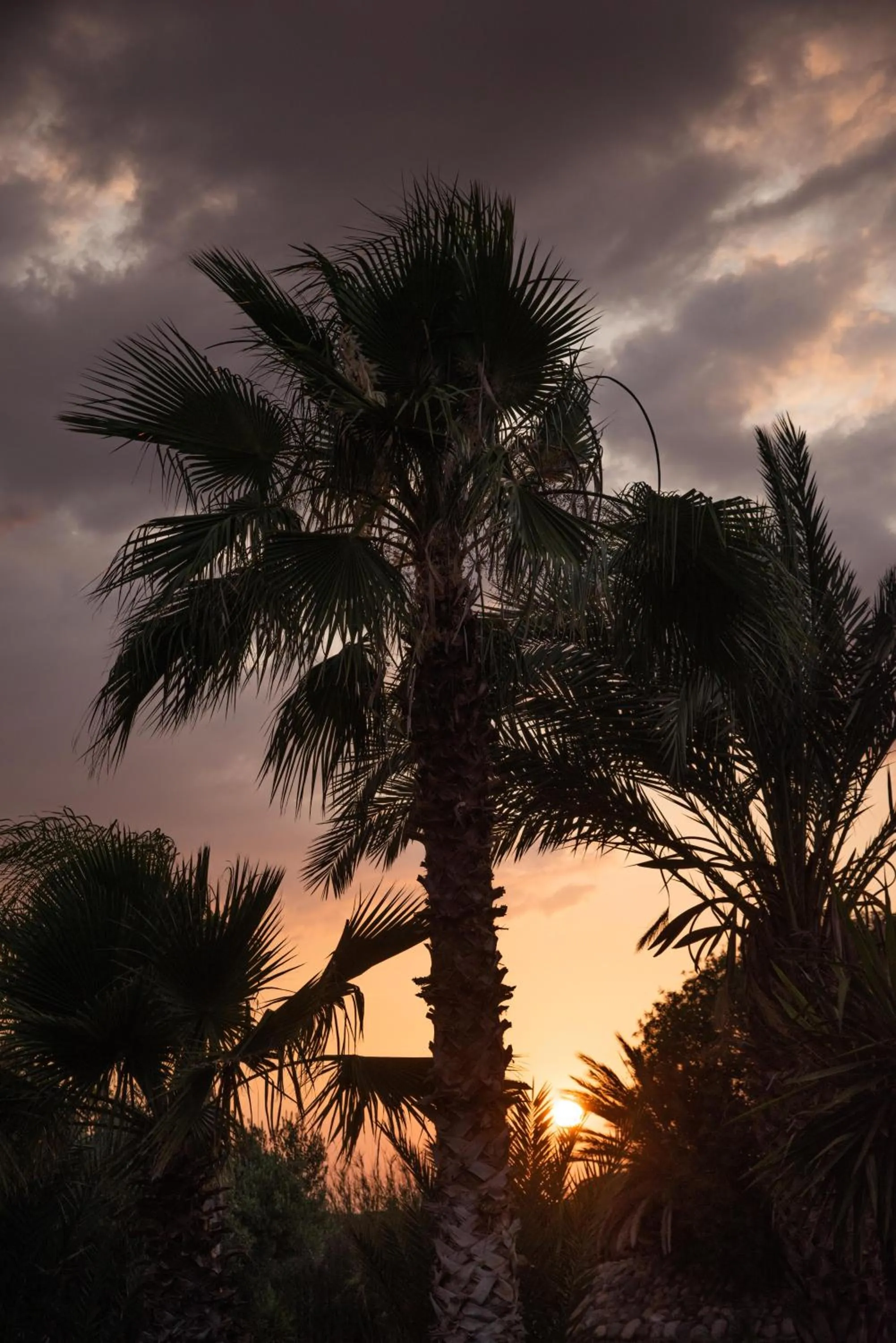 Sunset in Jnane Allia