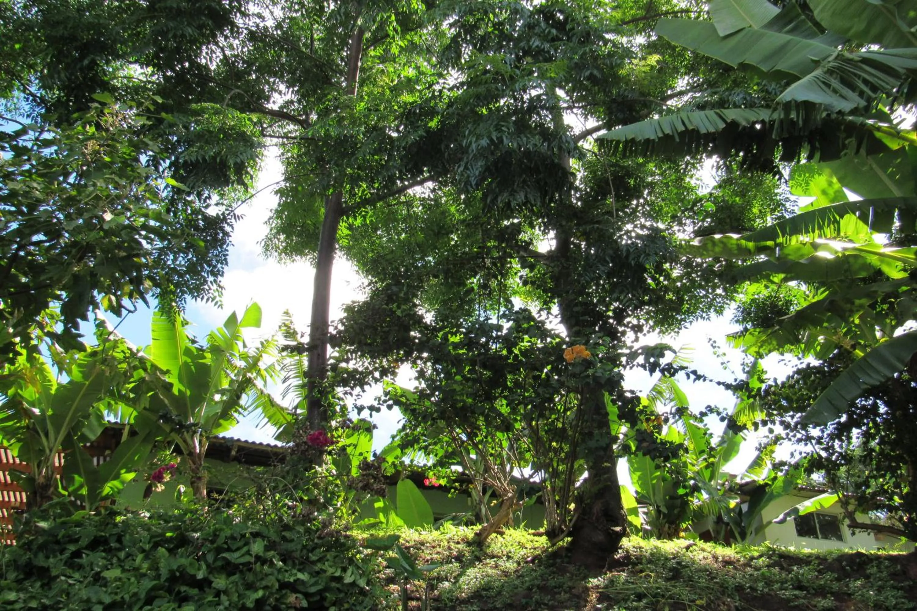 Garden in Easter Island Ecolodge