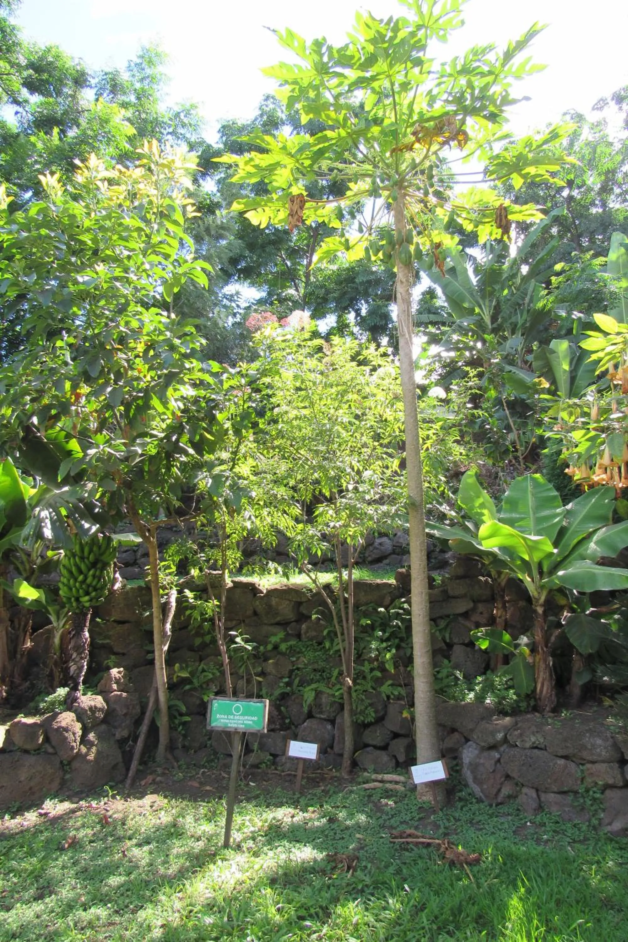 Garden in Easter Island Ecolodge