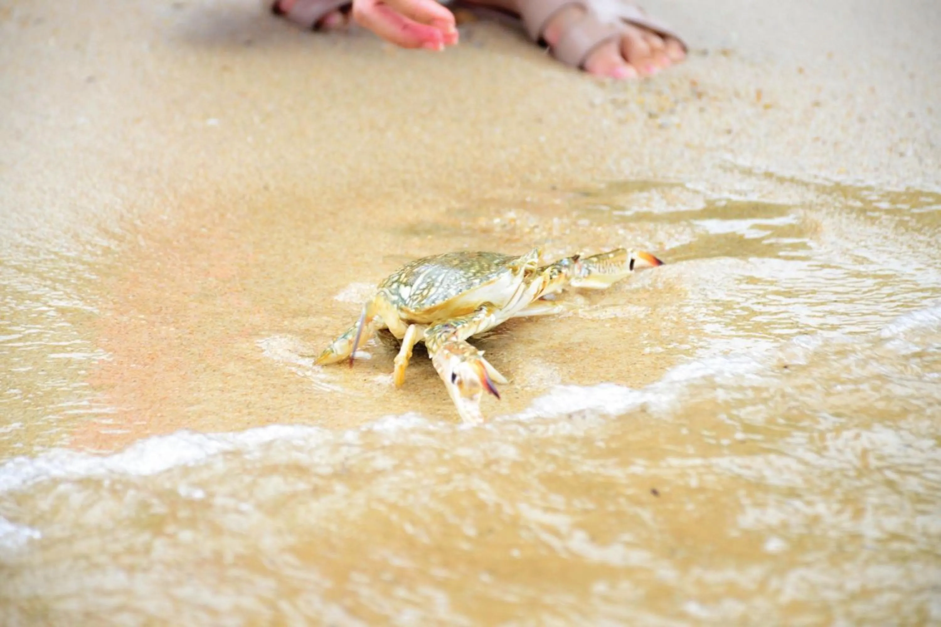 Other in Sheraton Samui Resort