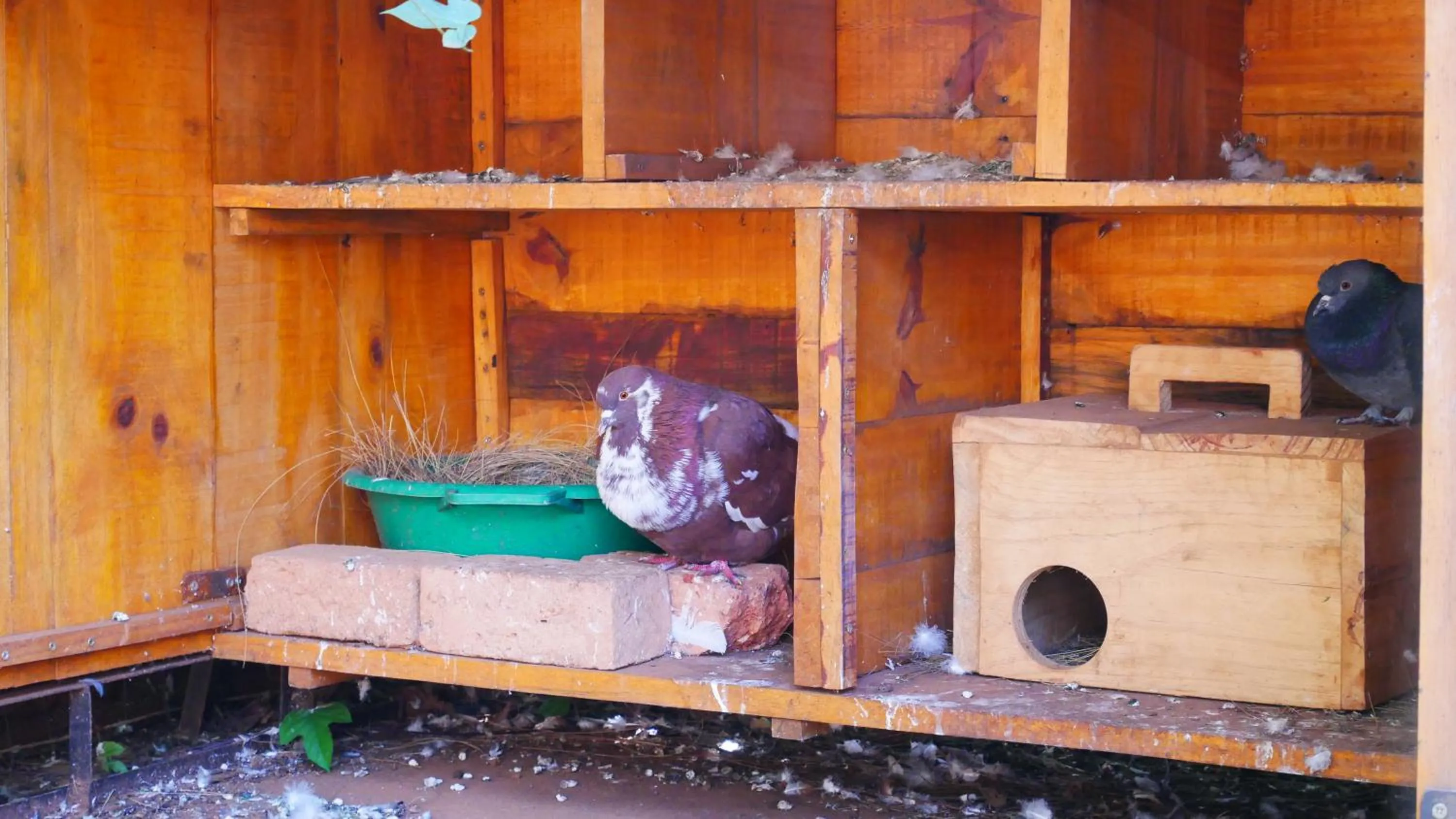 Animals in SOUIMANGA-HOTEL