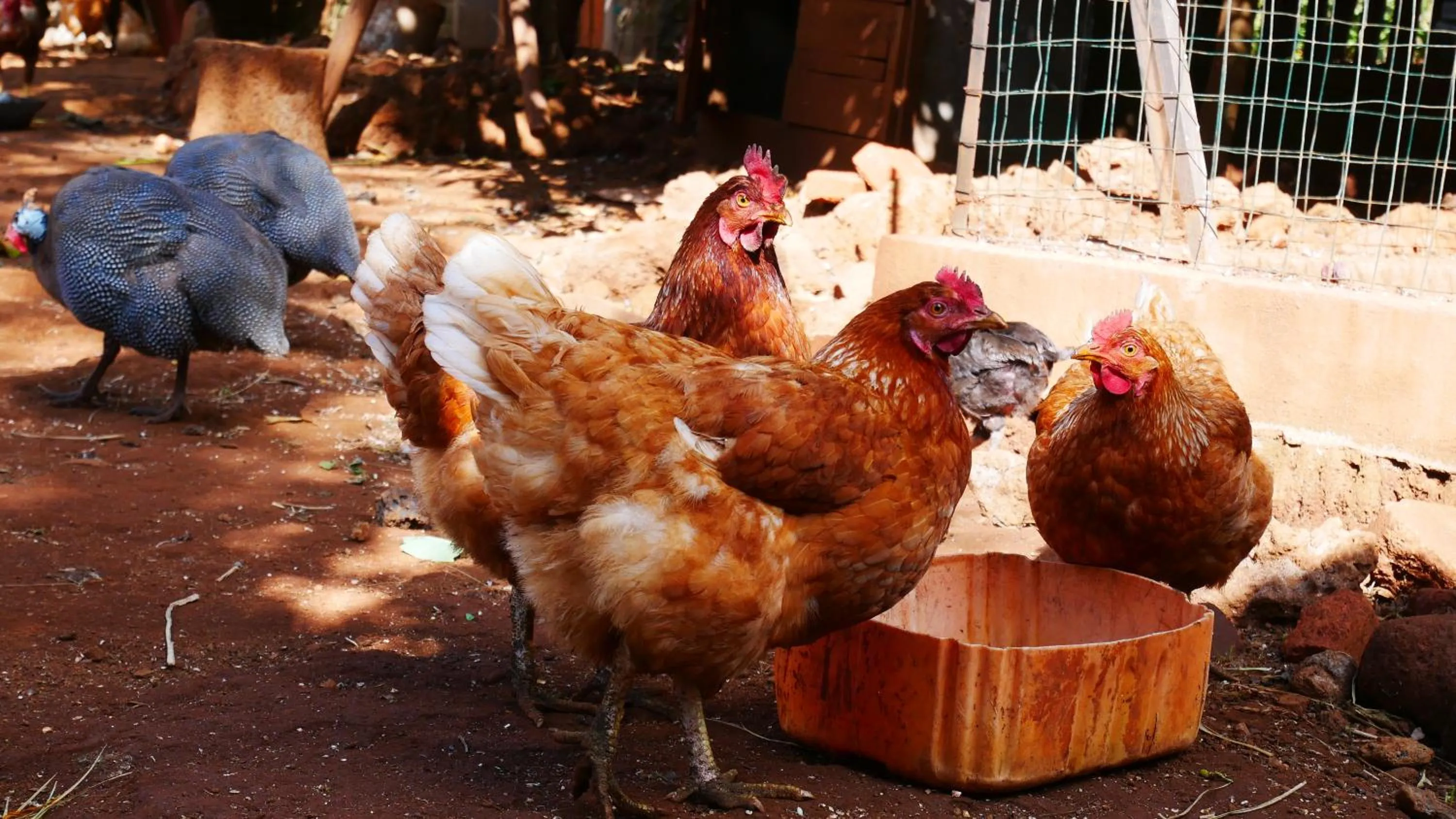 Animals in SOUIMANGA-HOTEL