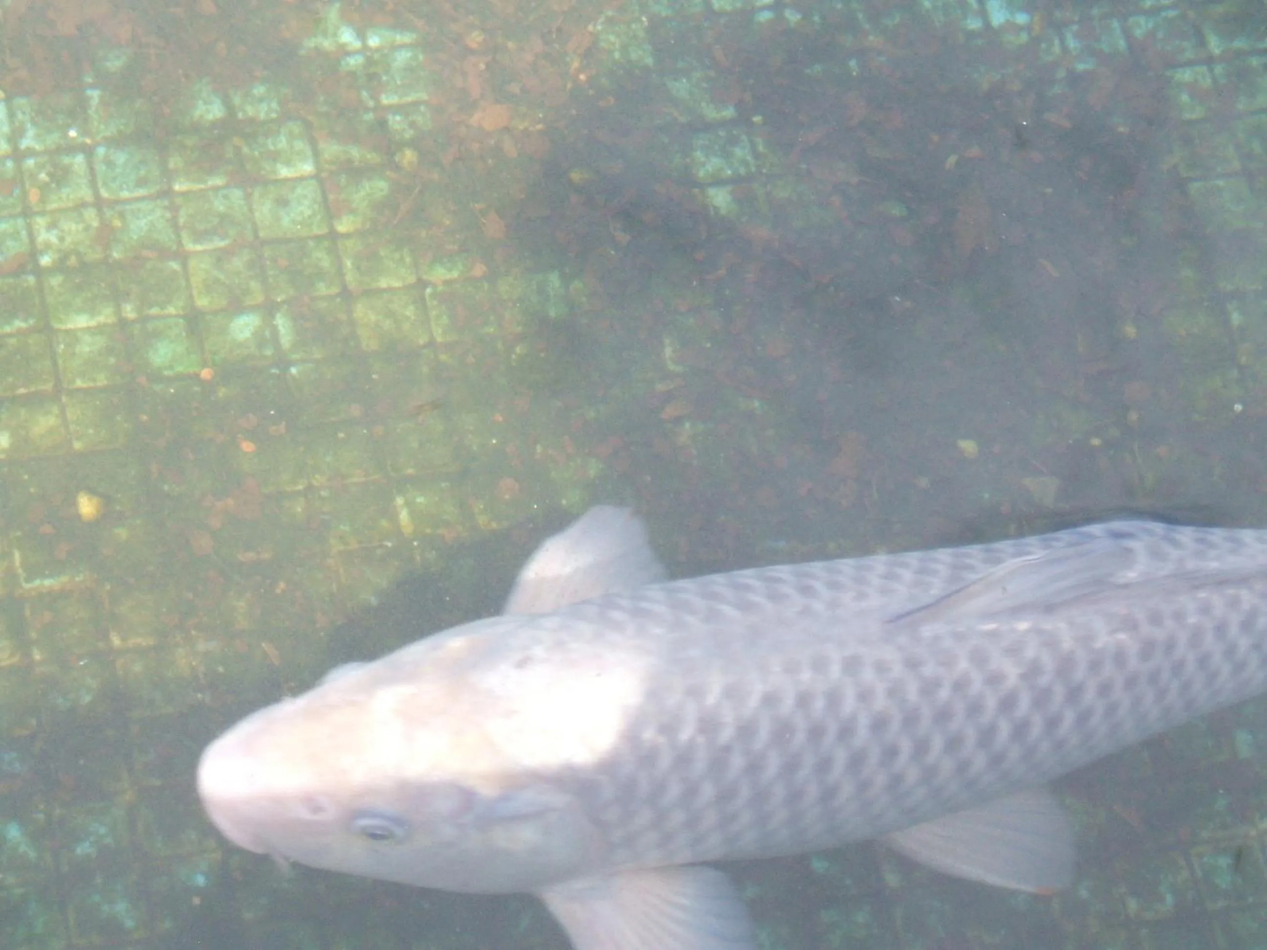 Animals in Hotel Boavista I