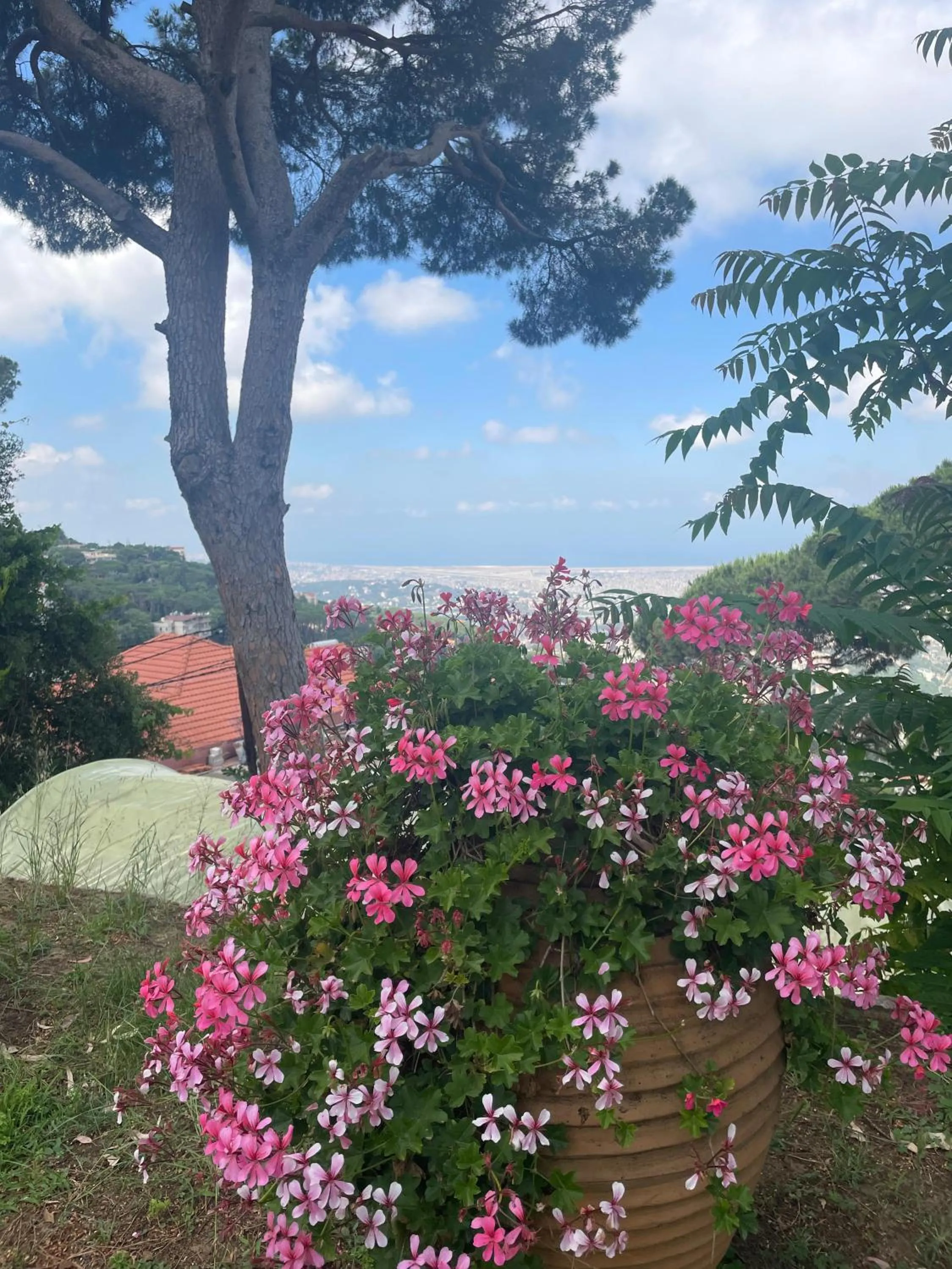 Garden in Hotel Al Bustan