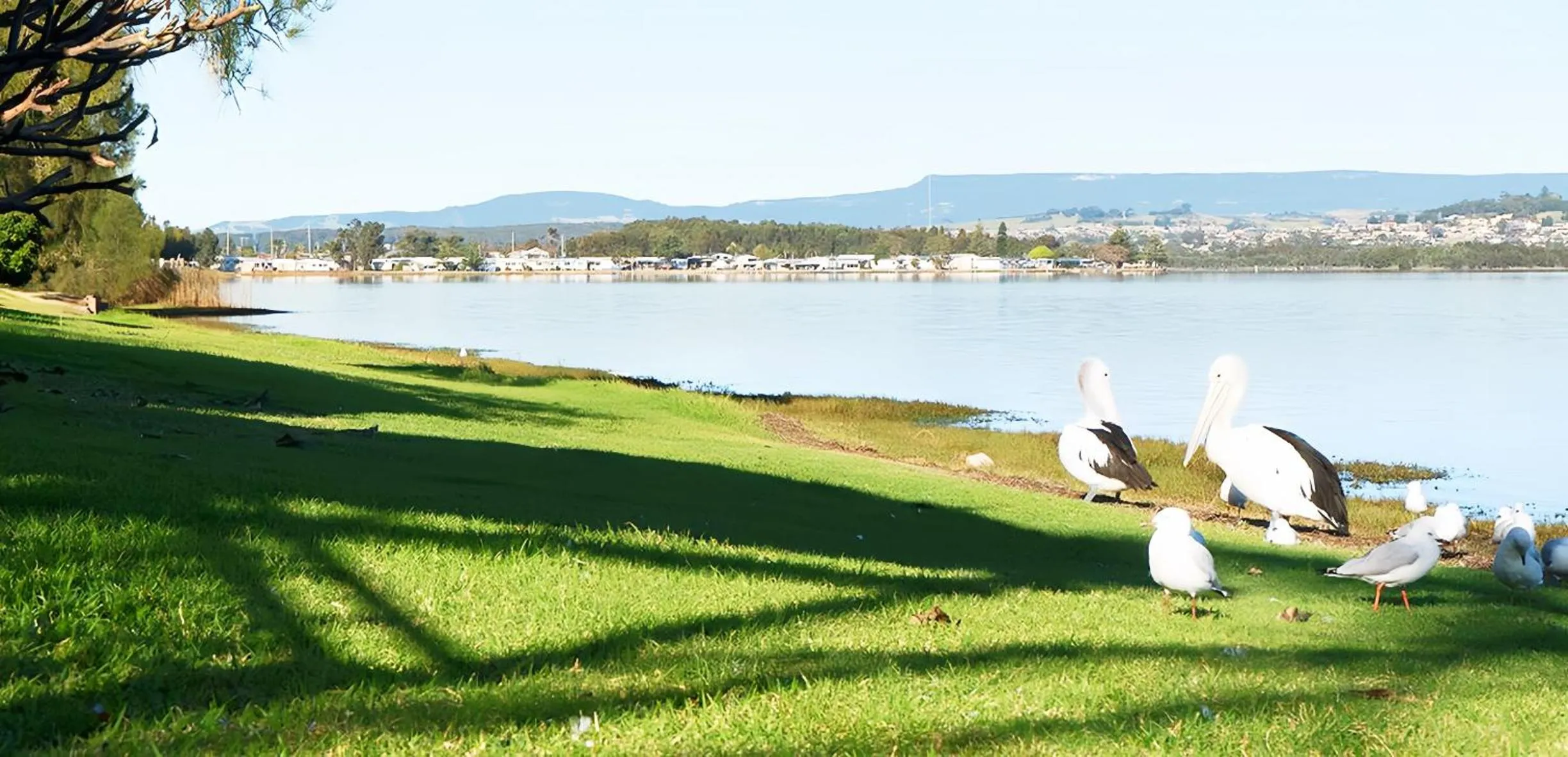 Animals in Golf Place Inn Wollongong