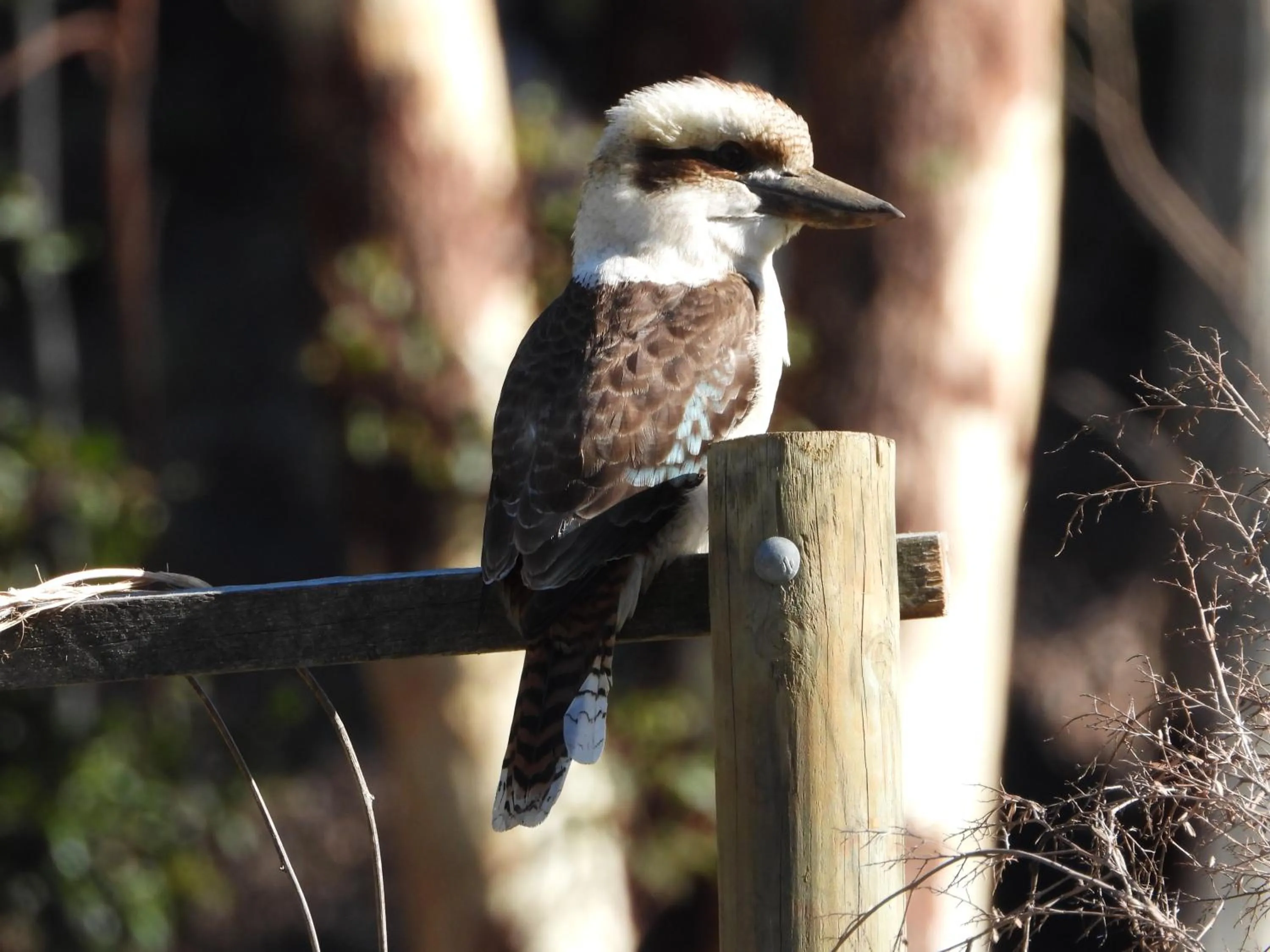 Property building in The Bower At Broulee