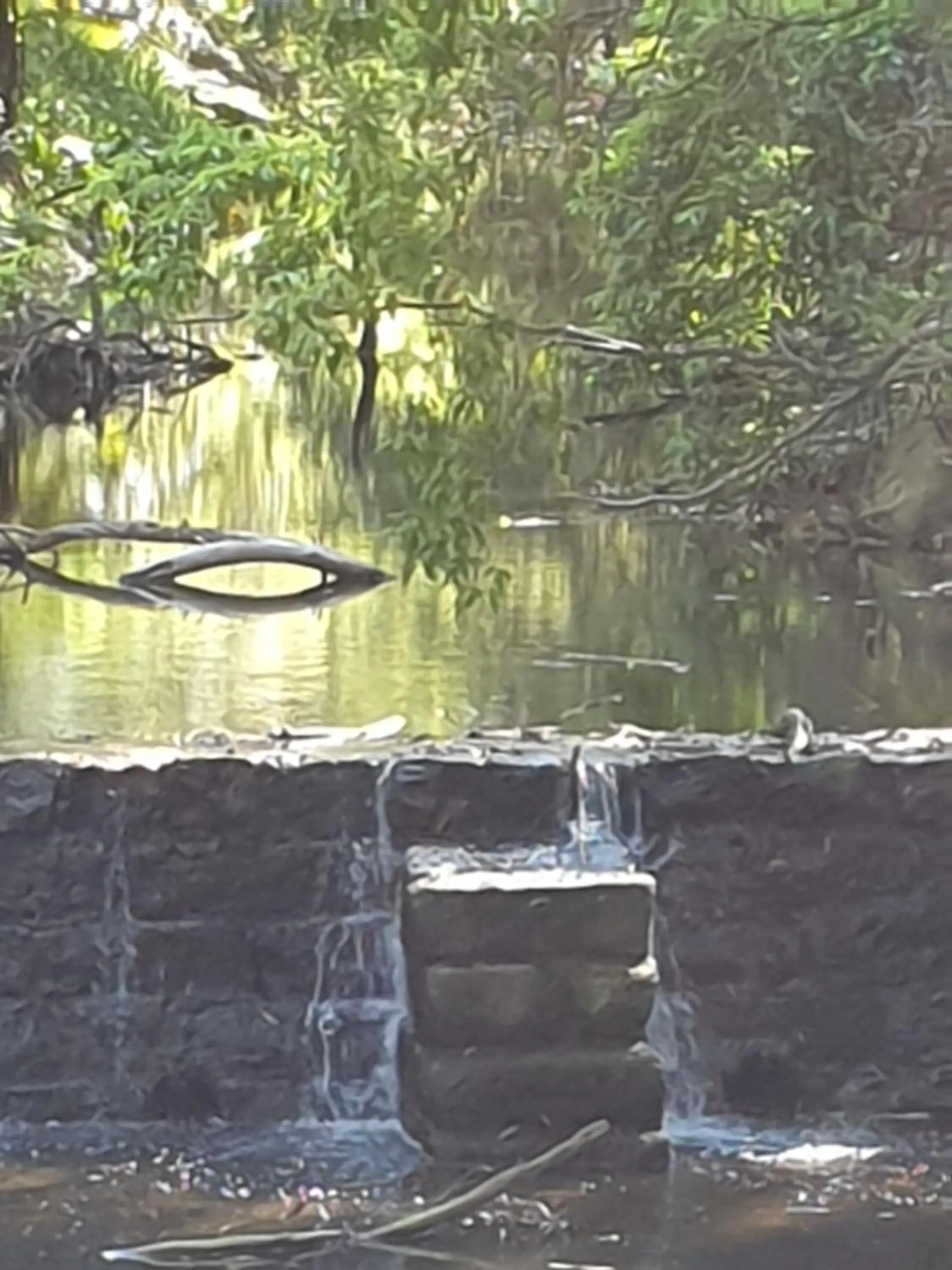 Natural landscape in Sandpiper Motel Ulladulla