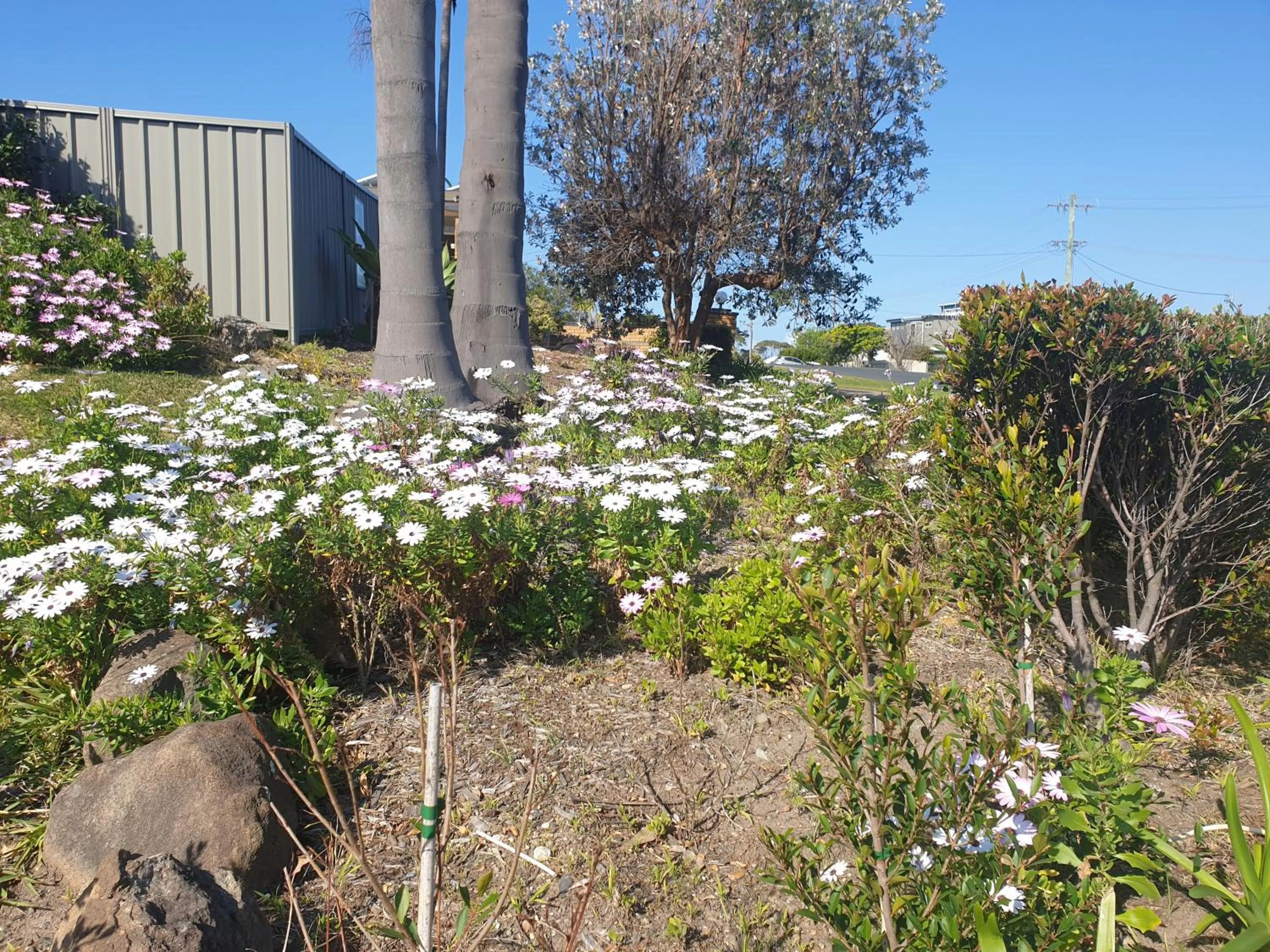 Garden in Sandpiper Motel Ulladulla