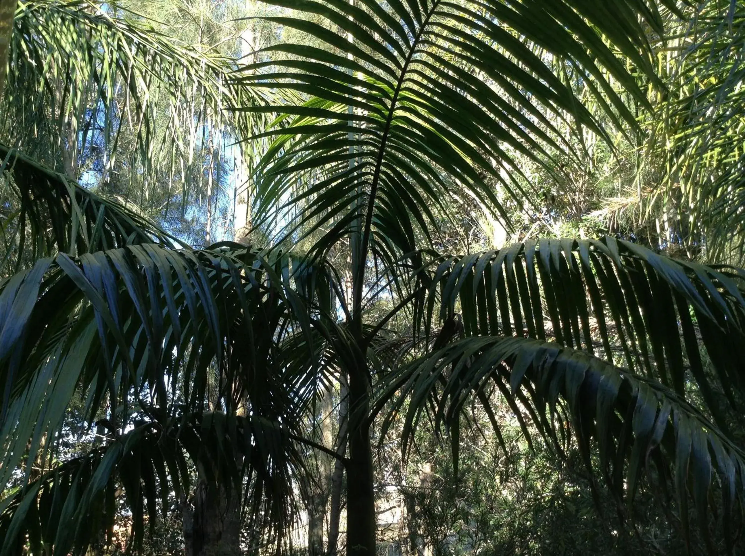 Balcony/Terrace in Mollymook Paradise Haven Motel Balcony/Terrace in Mollymook Paradise Haven Motel