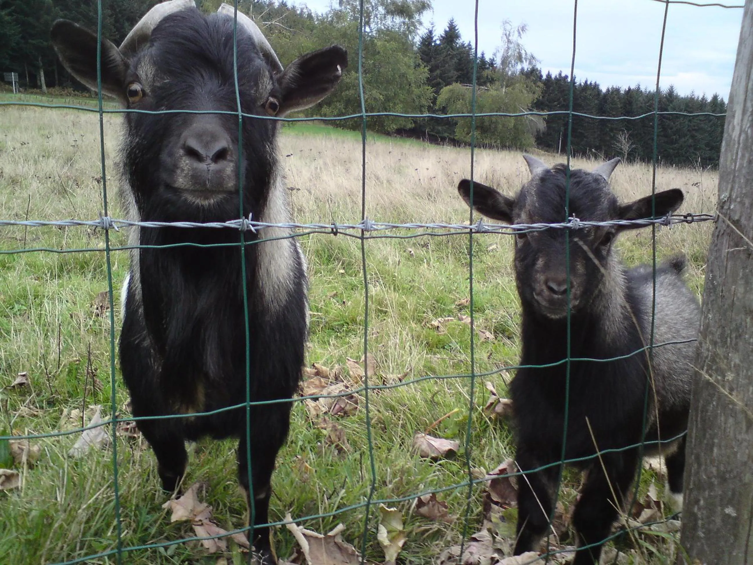 Animals in Le Pavillon
