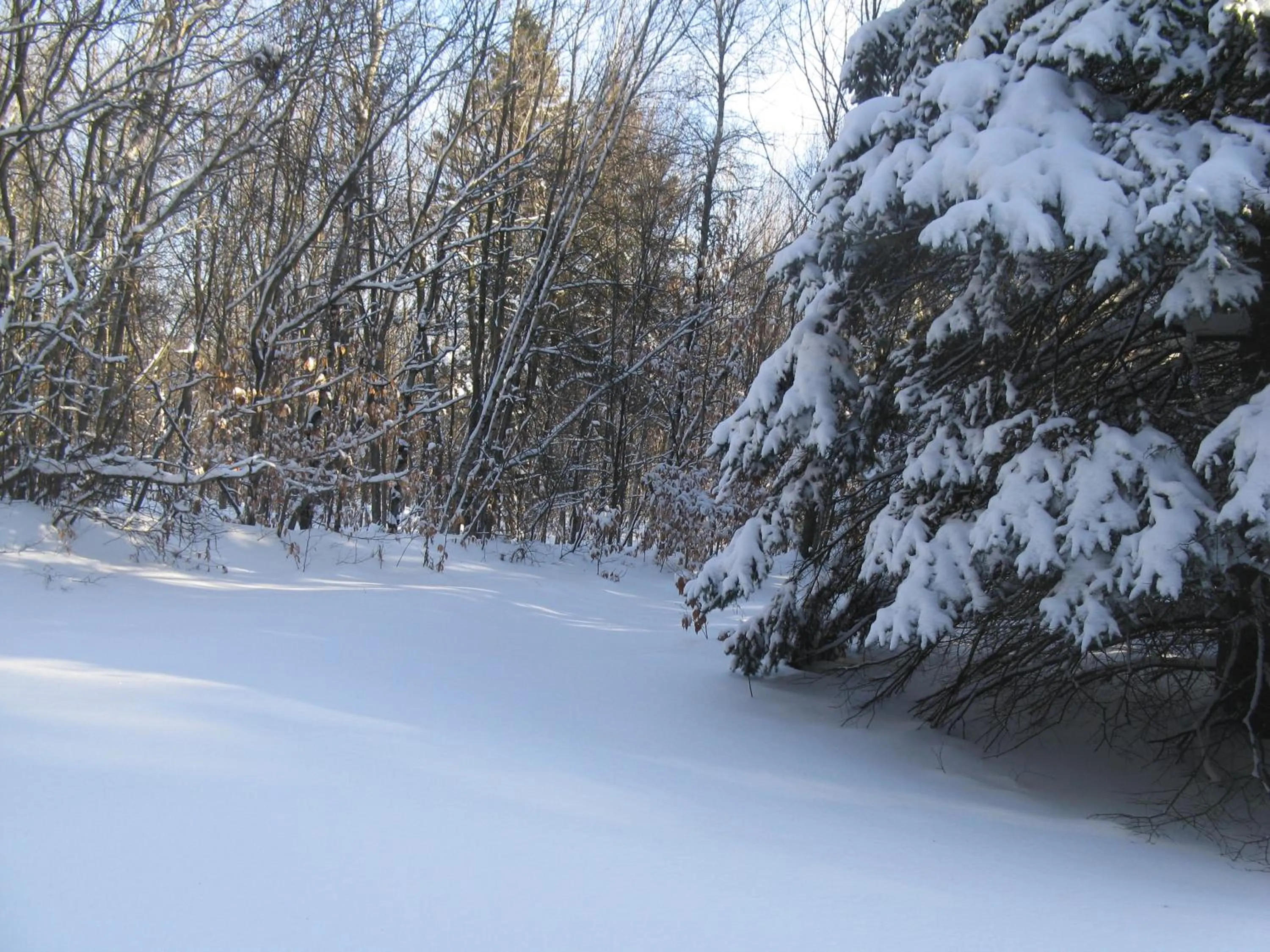La maison sous les arbres