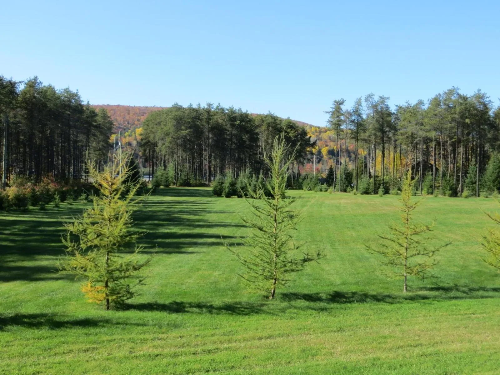 Natural landscape in La maison sous les arbres