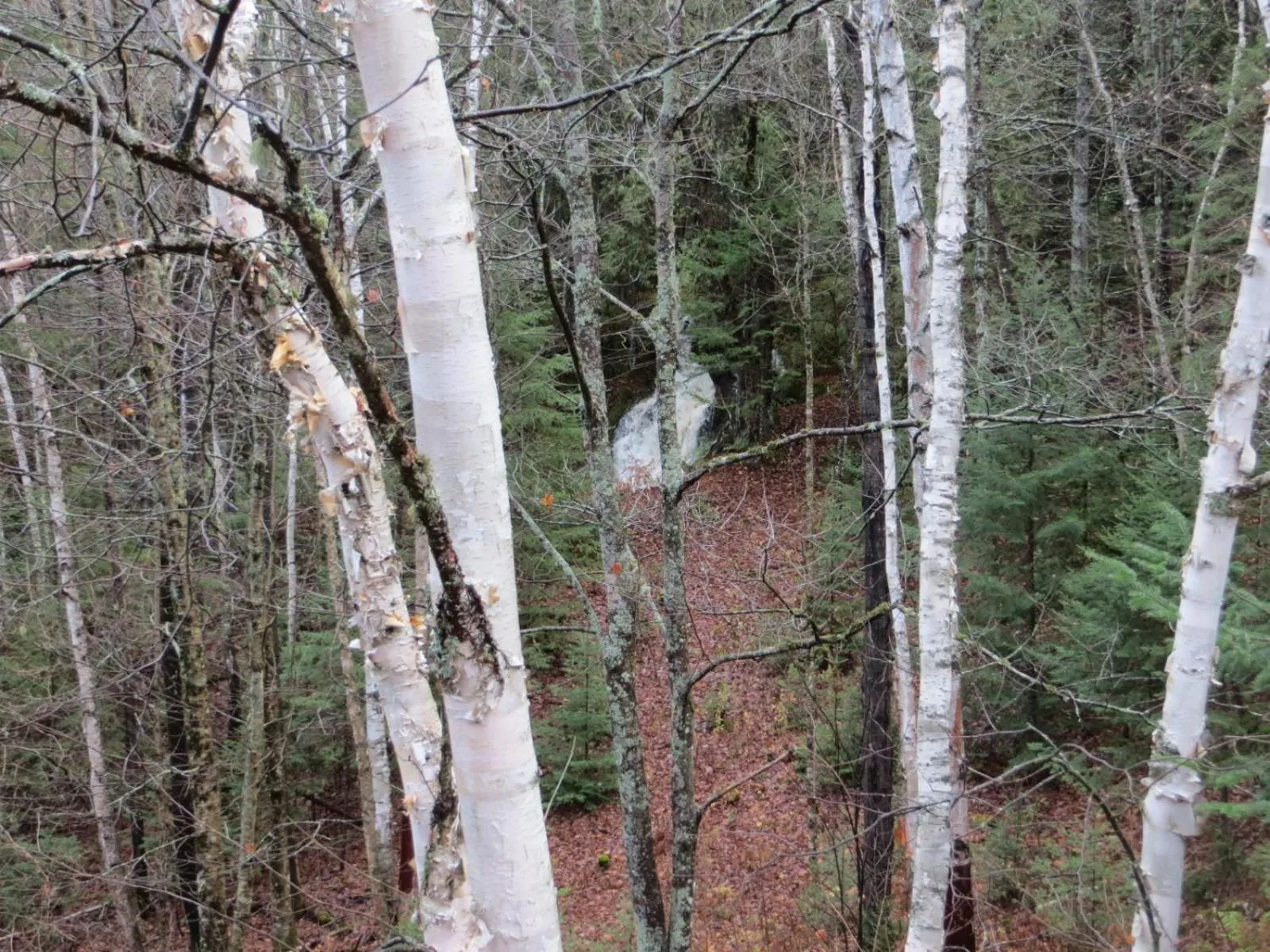 Natural landscape in La maison sous les arbres