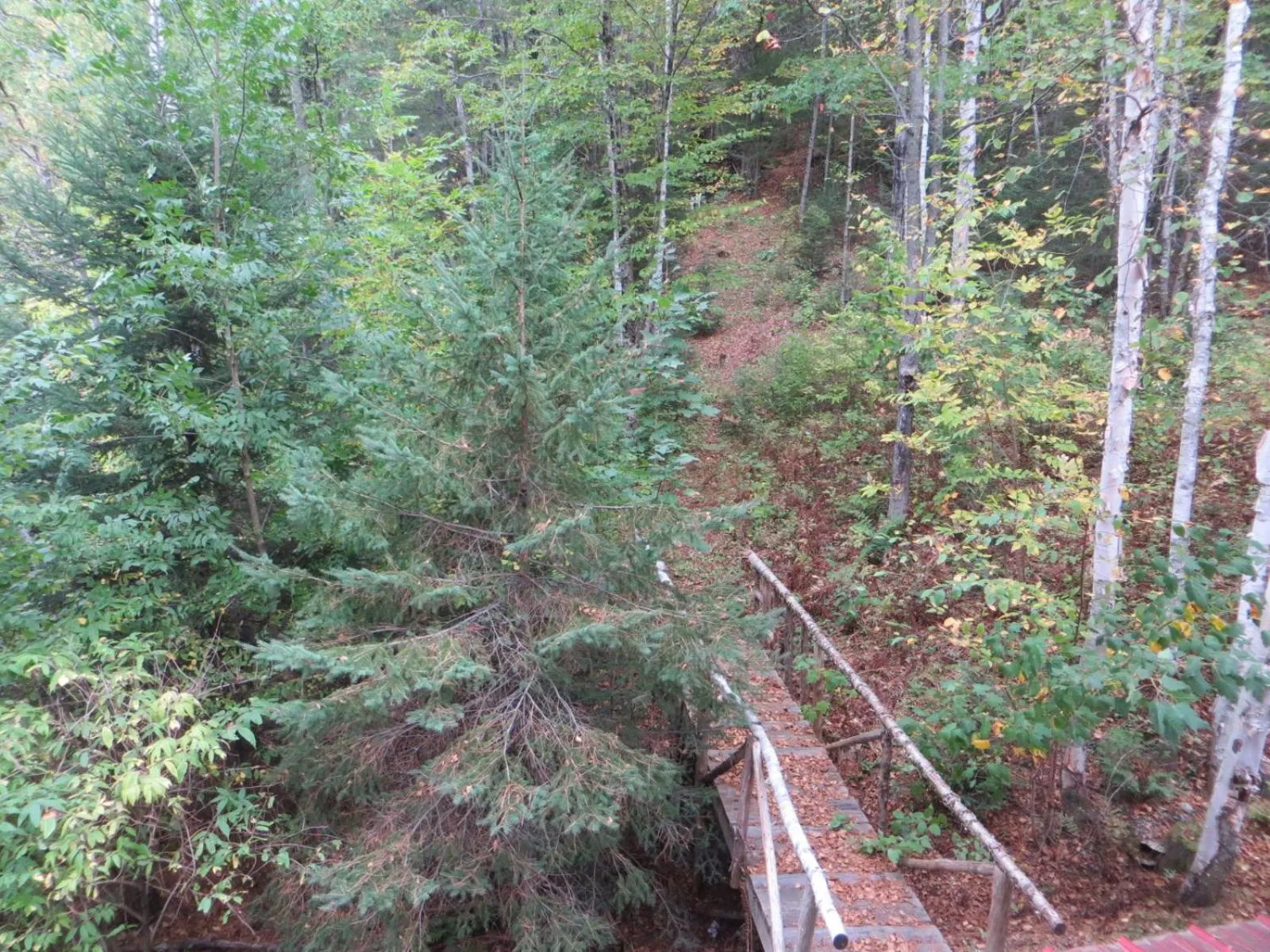 La maison sous les arbres