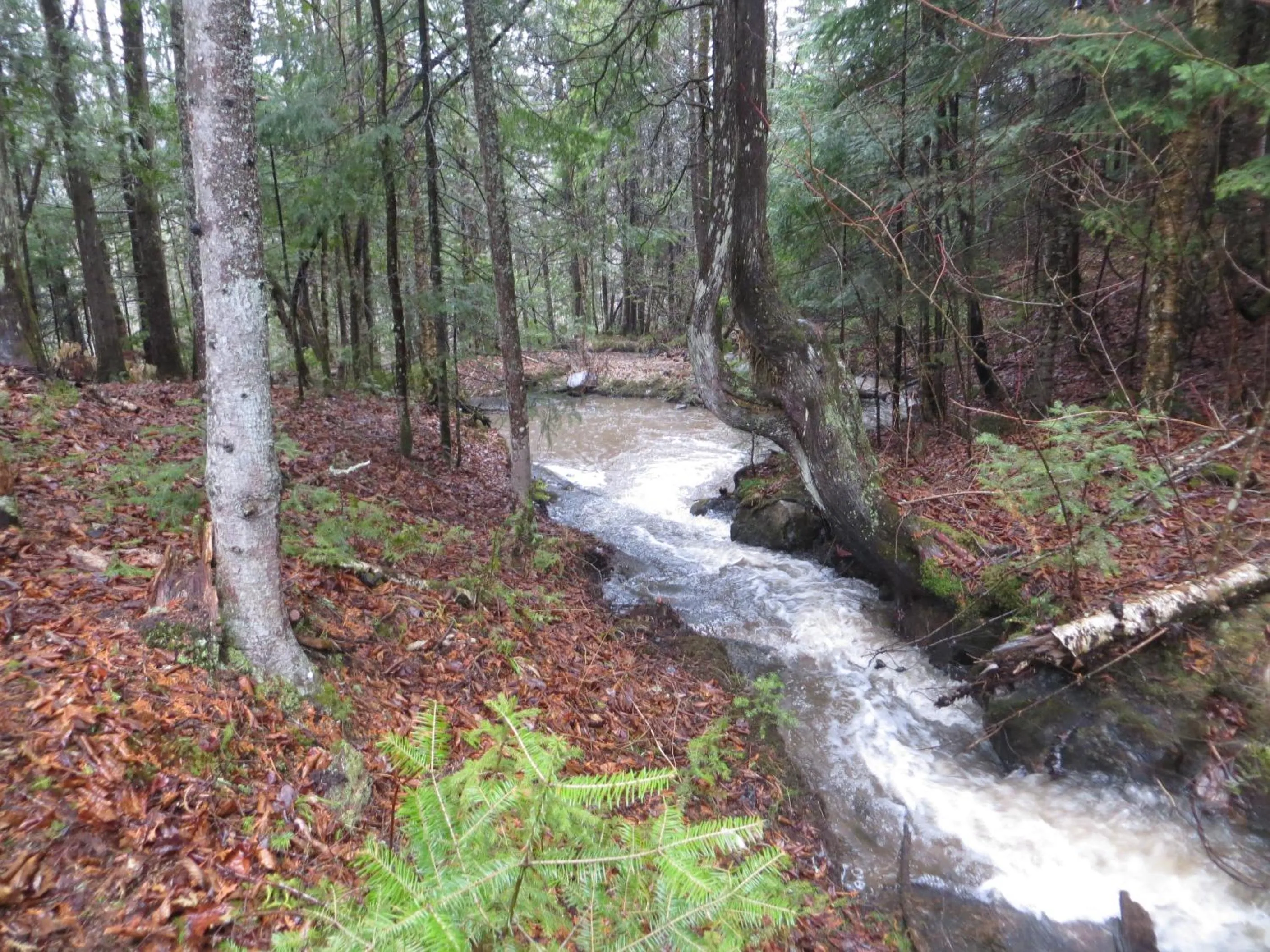 La maison sous les arbres