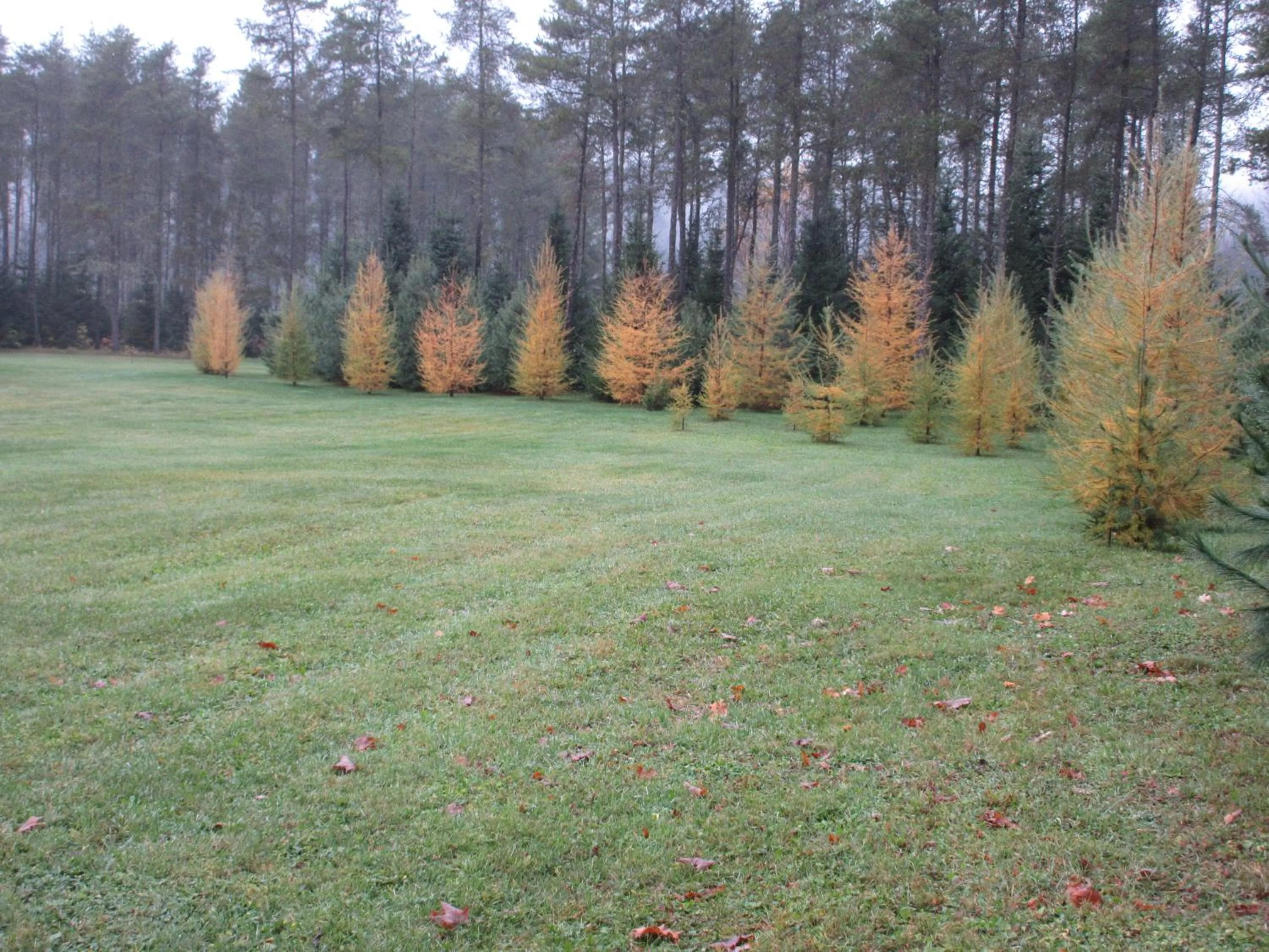 La maison sous les arbres