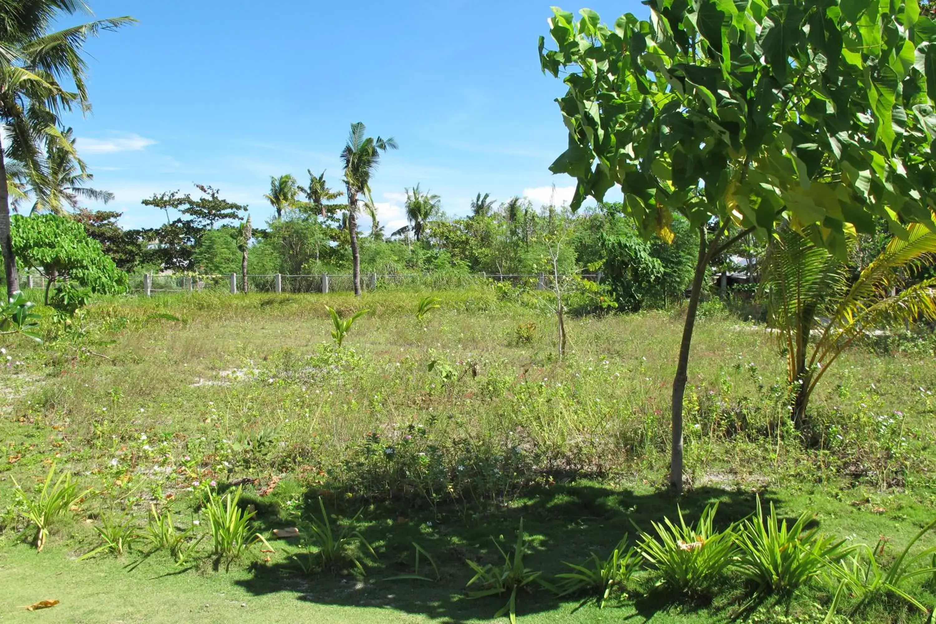 Garden view in Celtis Resort Garden view in Celtis Resort